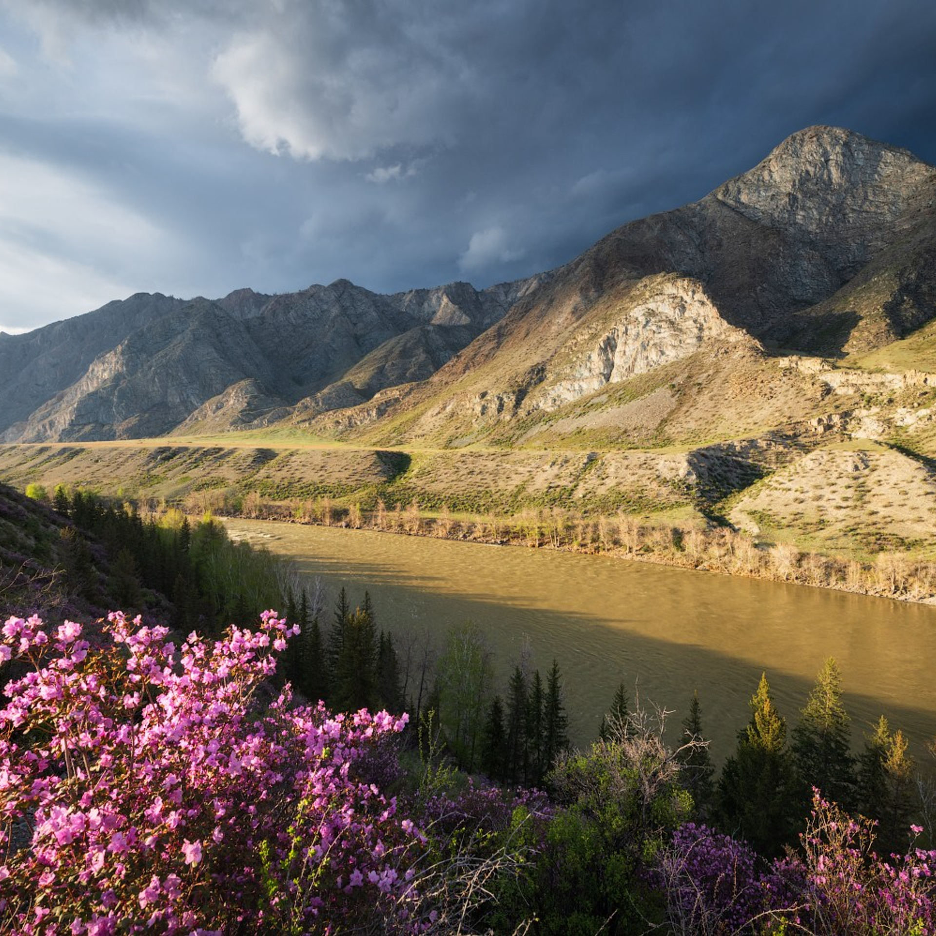 Фототур на Алтай Весеннее цветение. Профессиональный пейзажный фотограф Алёна Рубан