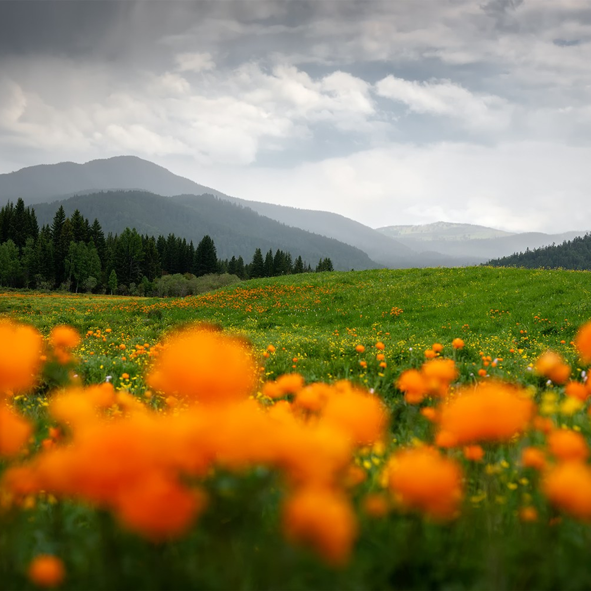 Фототур по Алтаю — Огоньки среднегорья и долина реки Аргут. Профессиональный пейзажный фотограф Алёна Рубан