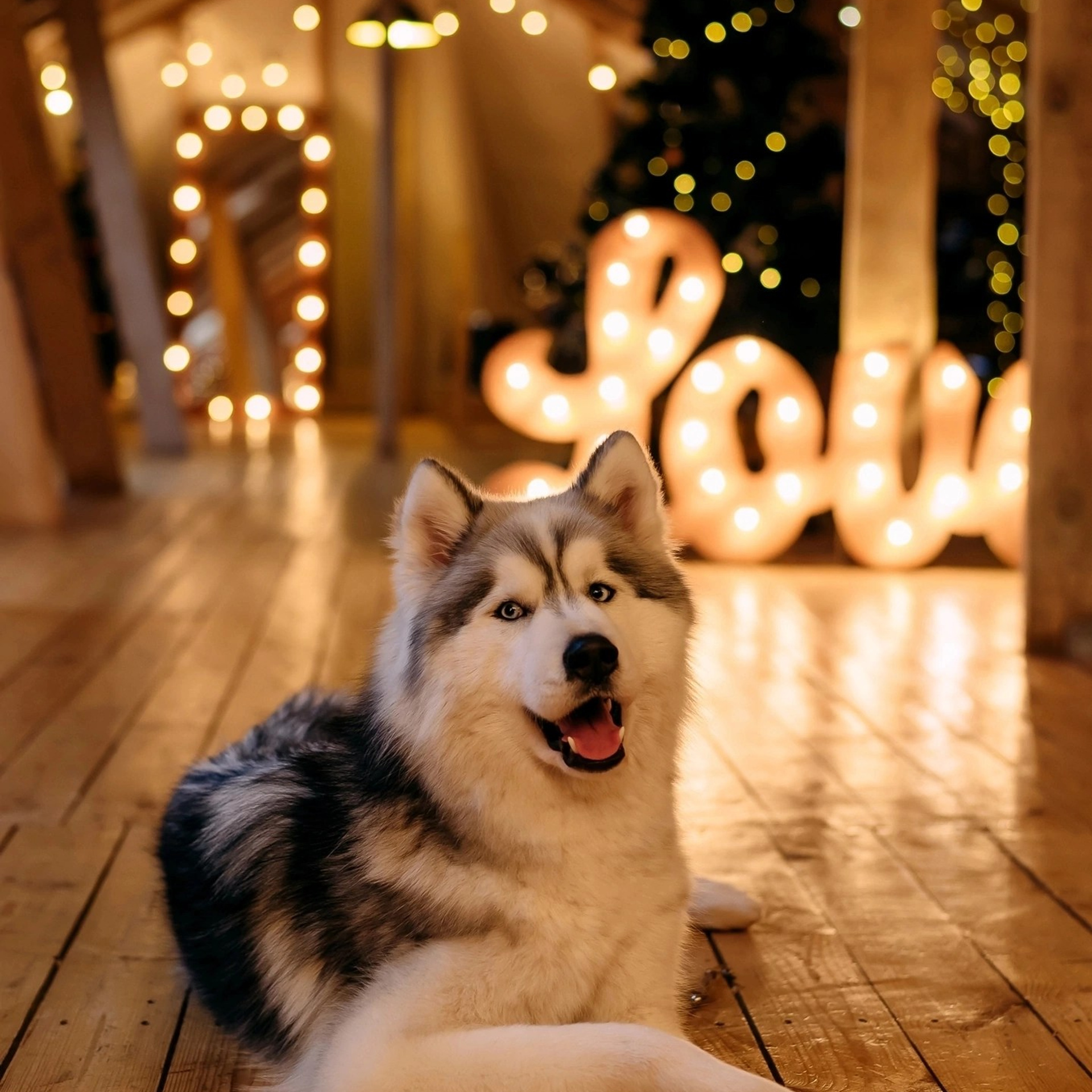 Новогодние съемки 2025/2026. Меркулова Ольга фотограф Воронеж