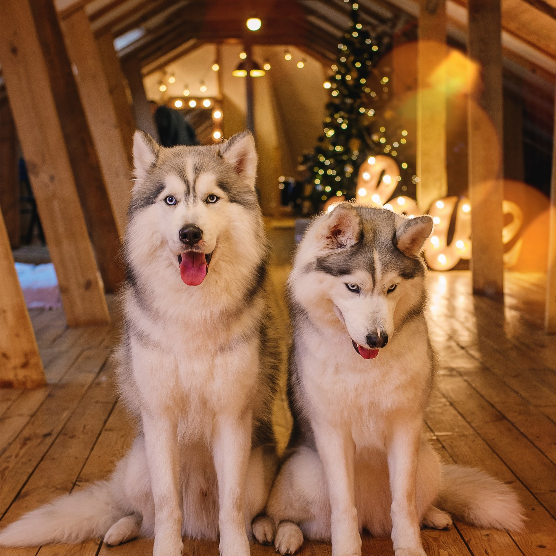 Новогодние съемки 2025/2026. Меркулова Ольга фотограф Воронеж