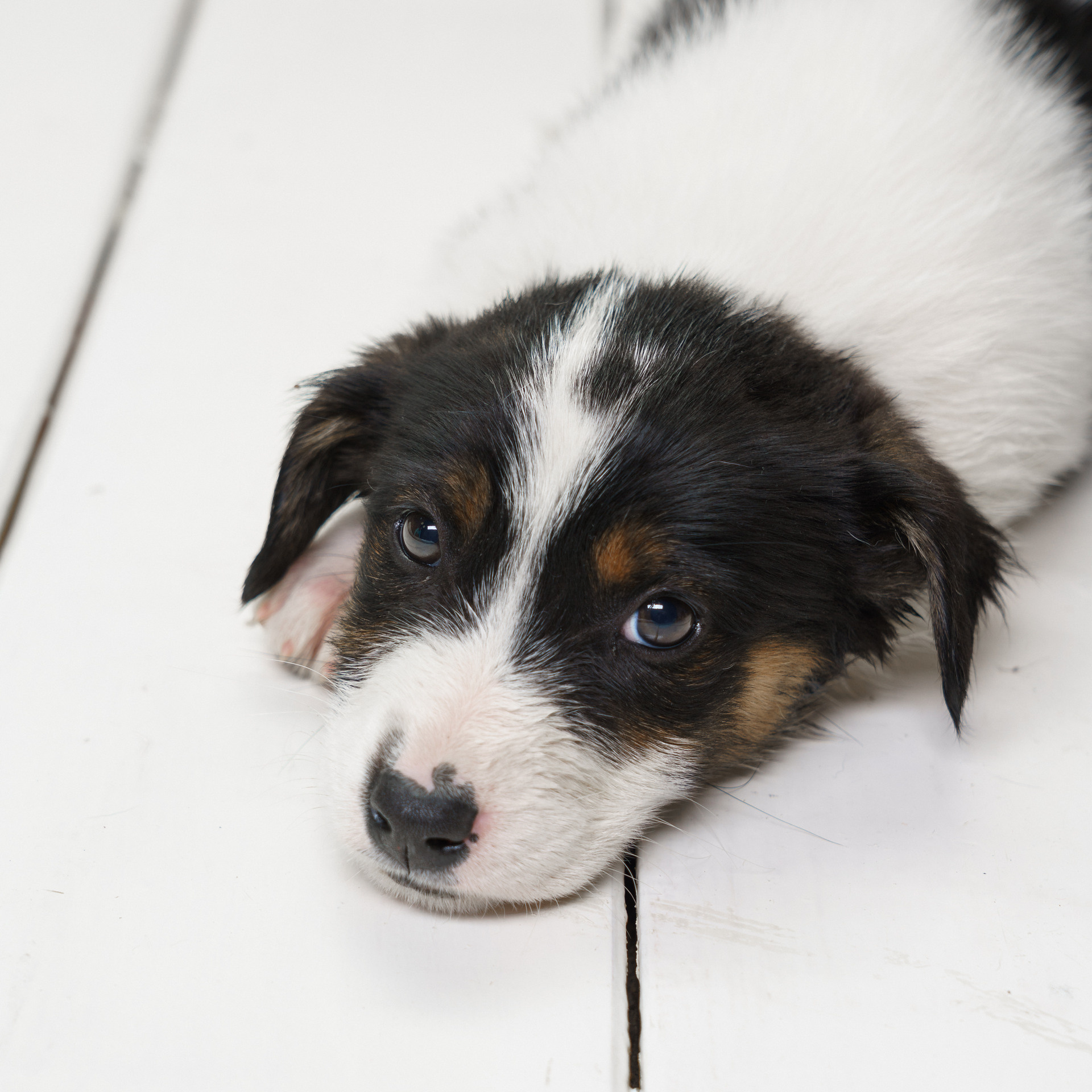 Отзывы. Студия коммерческой съемки ХВОЯ