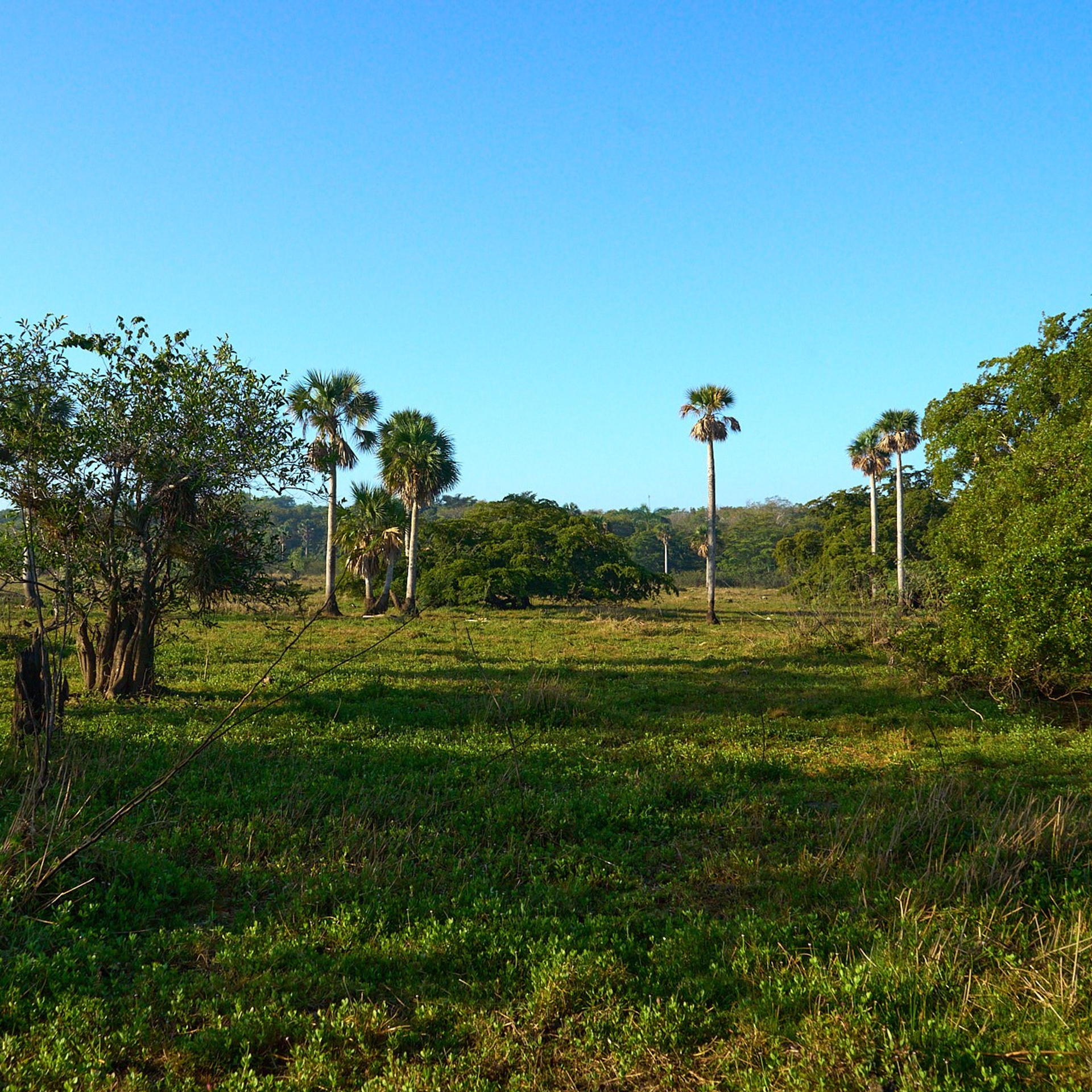 Куба. Сиенага де Сапата
