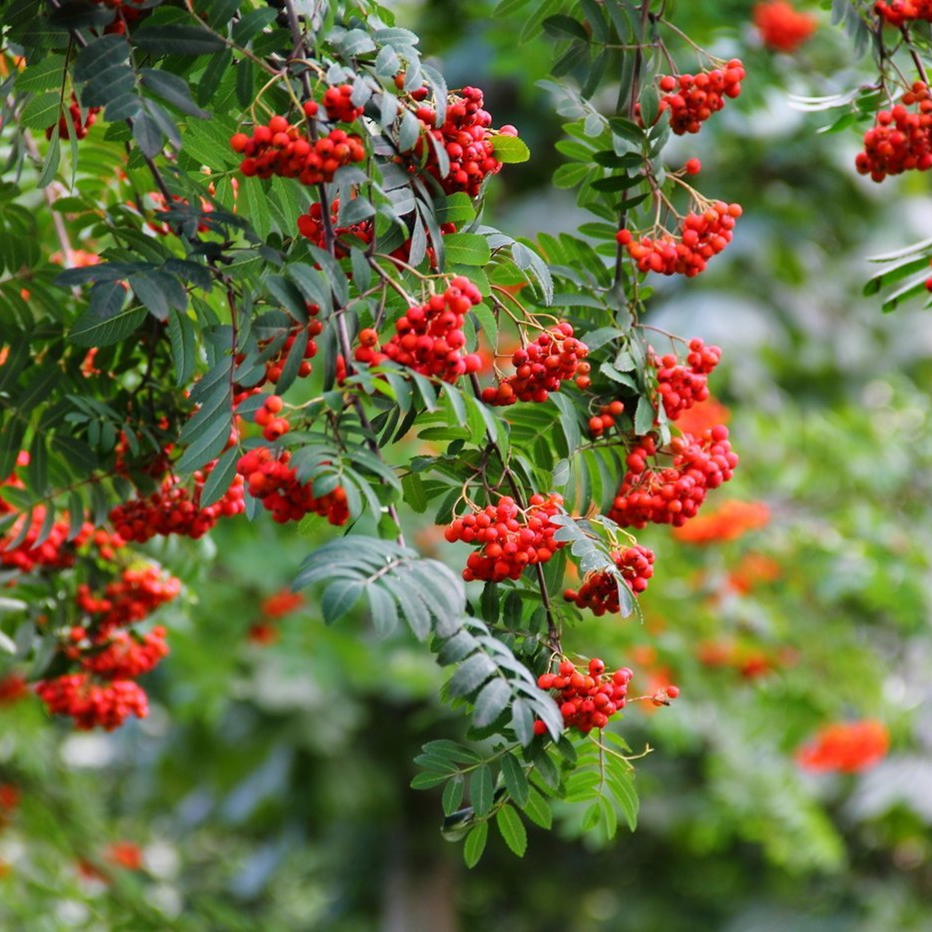 Отзывы. Семейный и детский фотограф София Шарабурко, Томская область