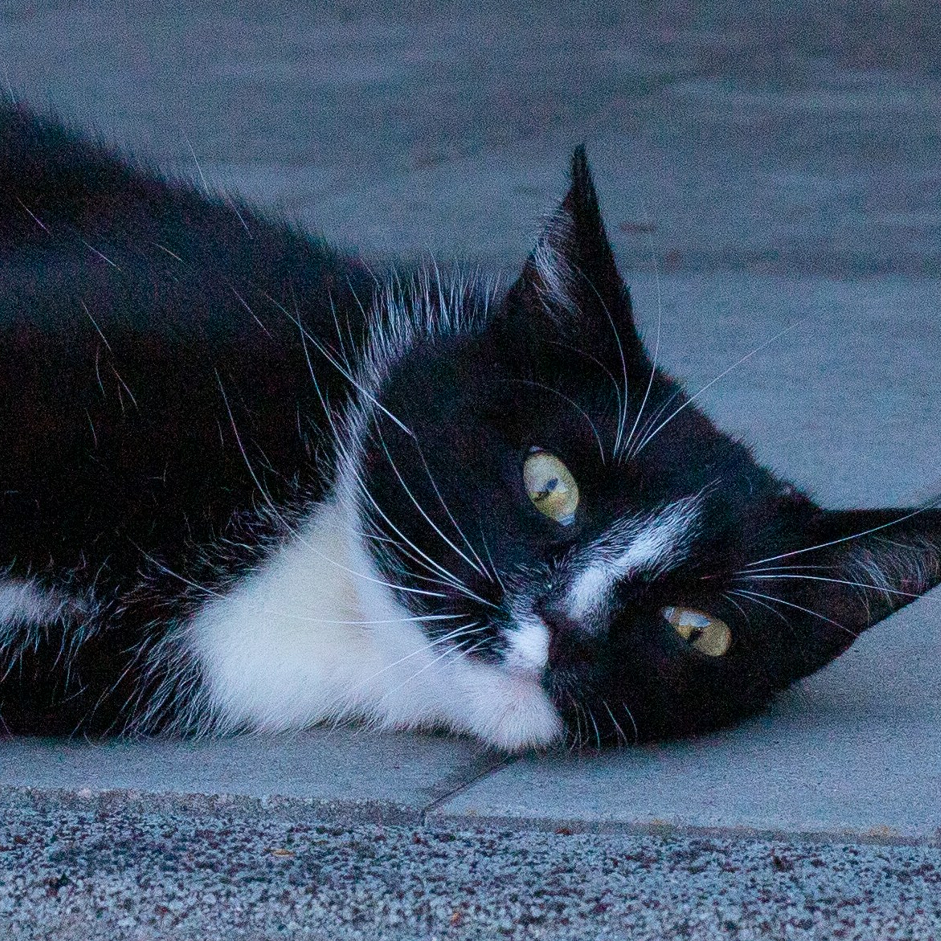 Немецкий кот