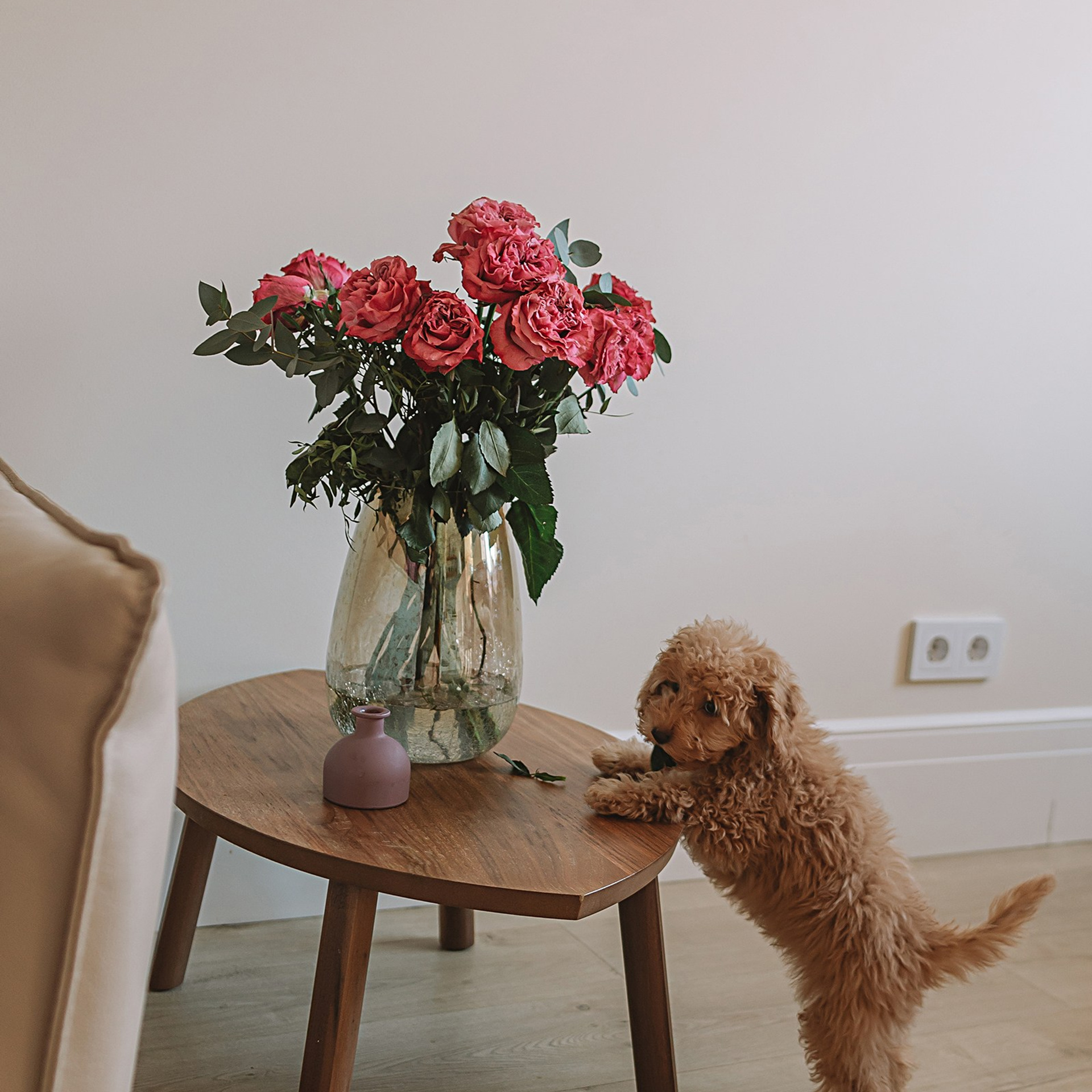 мини с собачкой