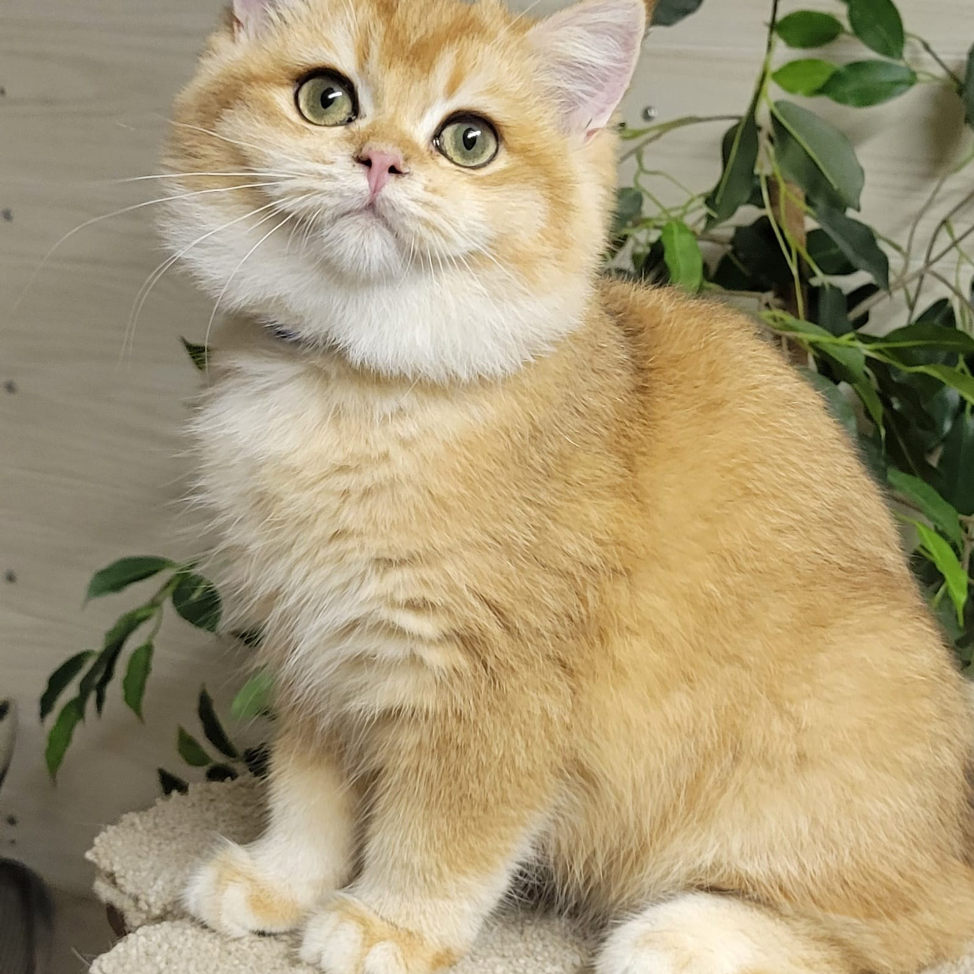 Masick, male, DB-06.14.24, sold