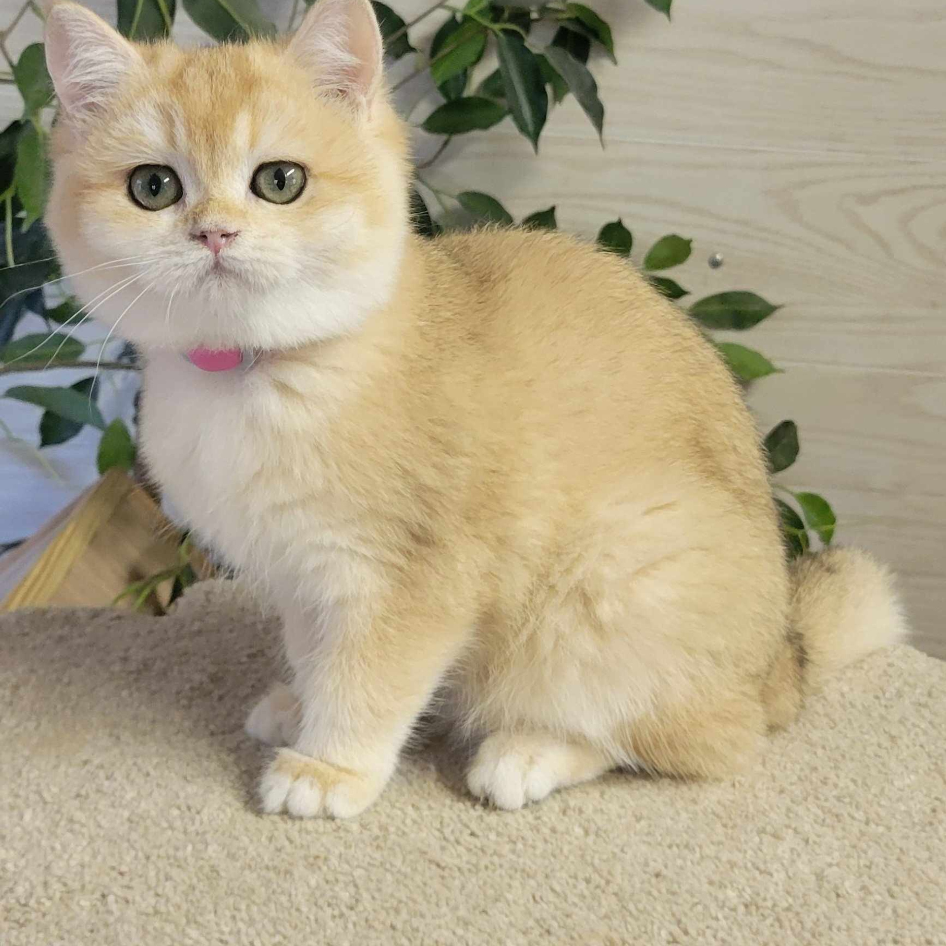 Miki, female, DB 06.14.24, sold