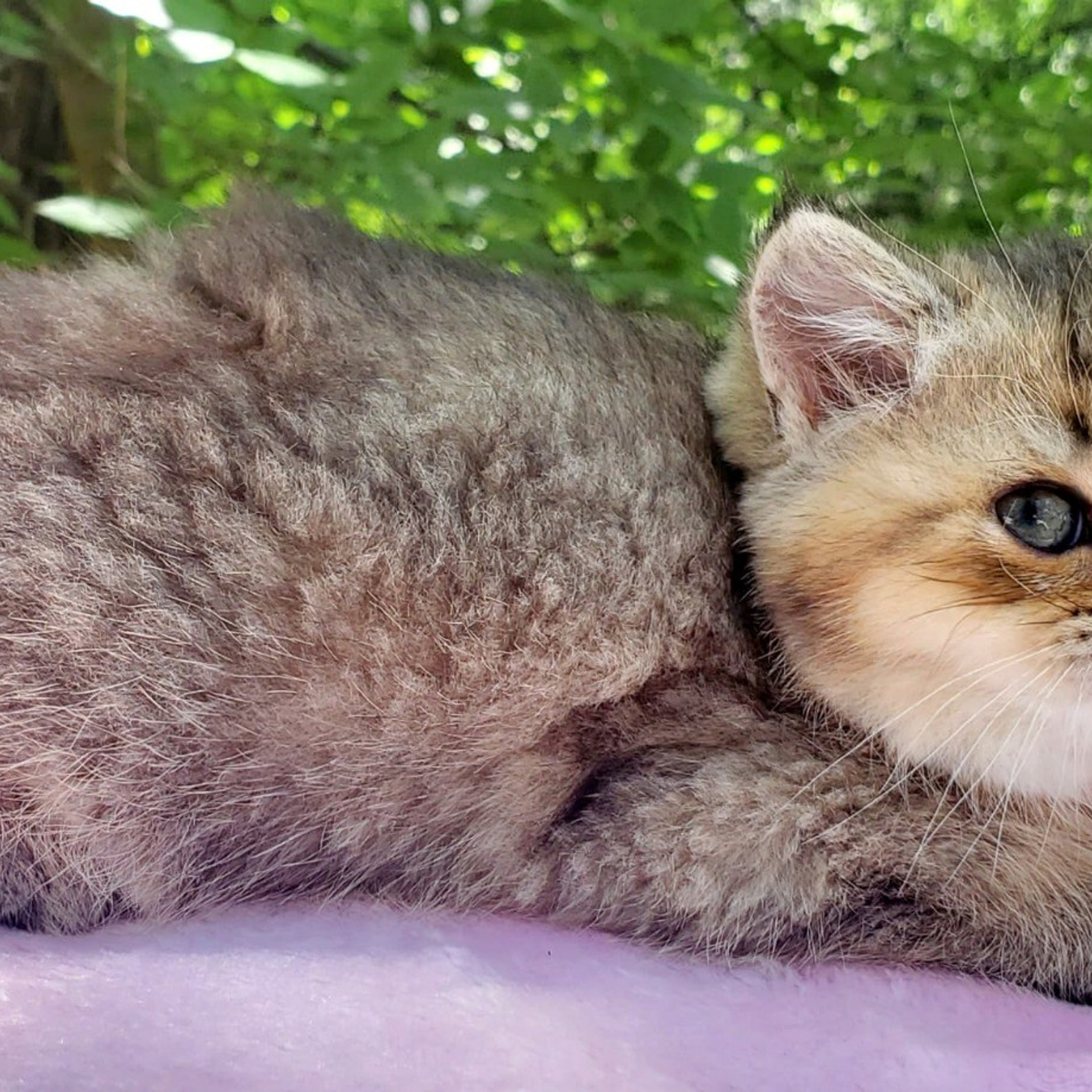 Mouse, female, DB-04.07.25, Sold