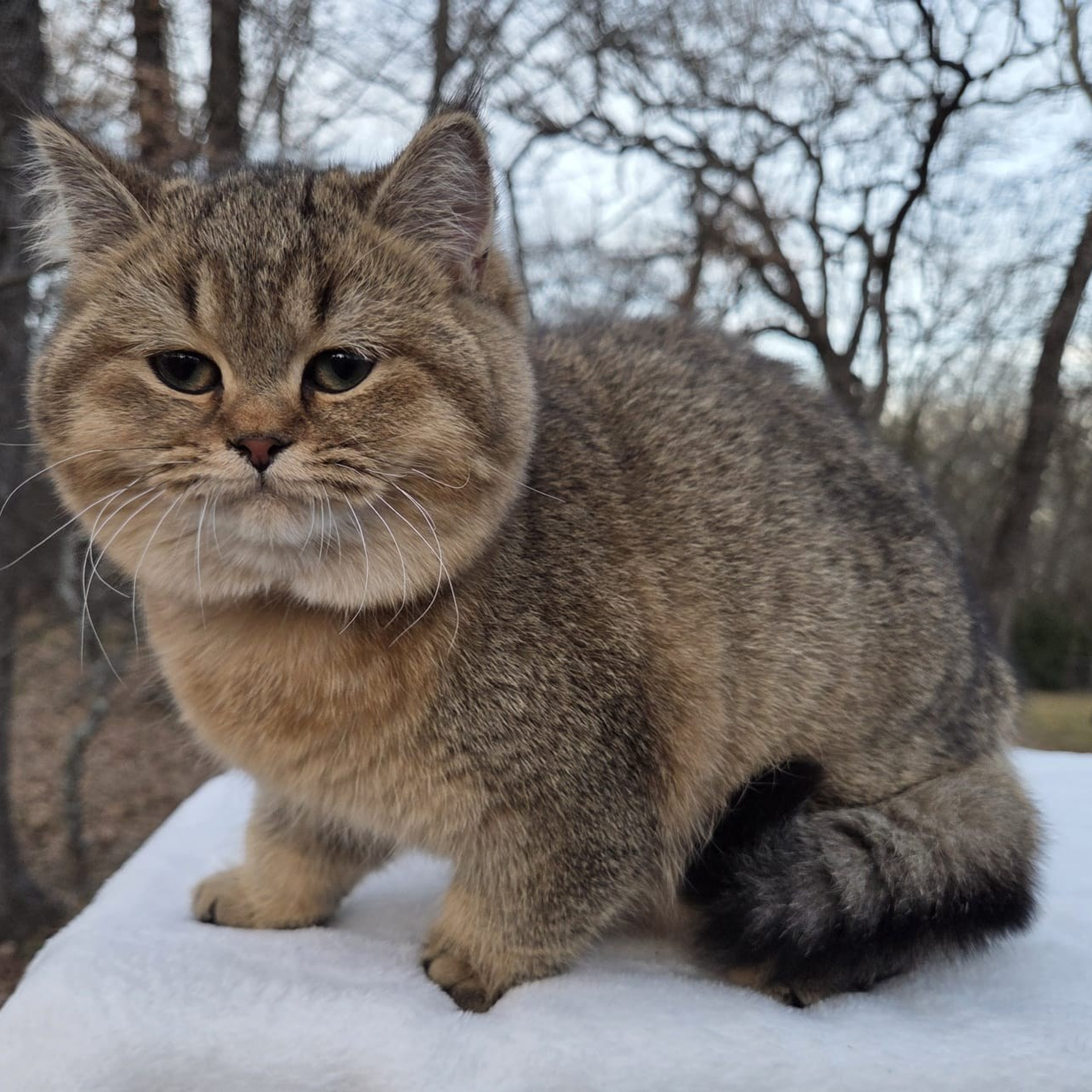 Bagira, DB- 08.25.25, female, $1350