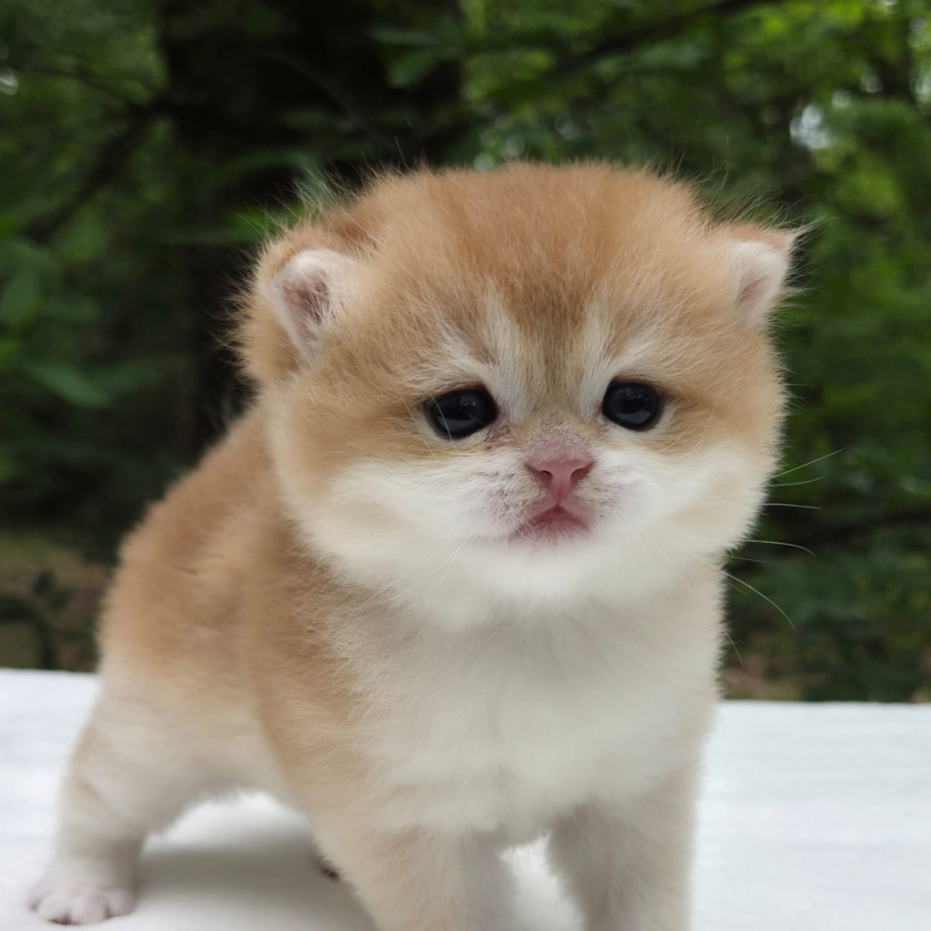 Shady, female, DB-03/25/26