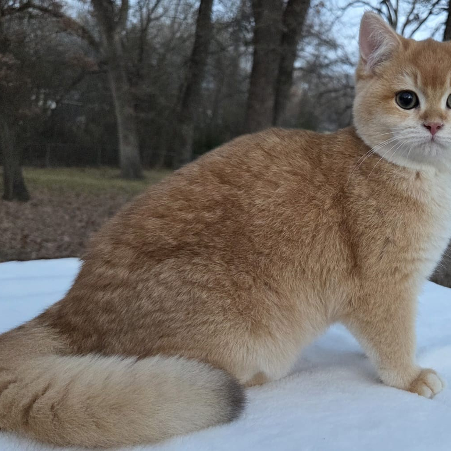 Jack, DB-09.15.25, male, $1500