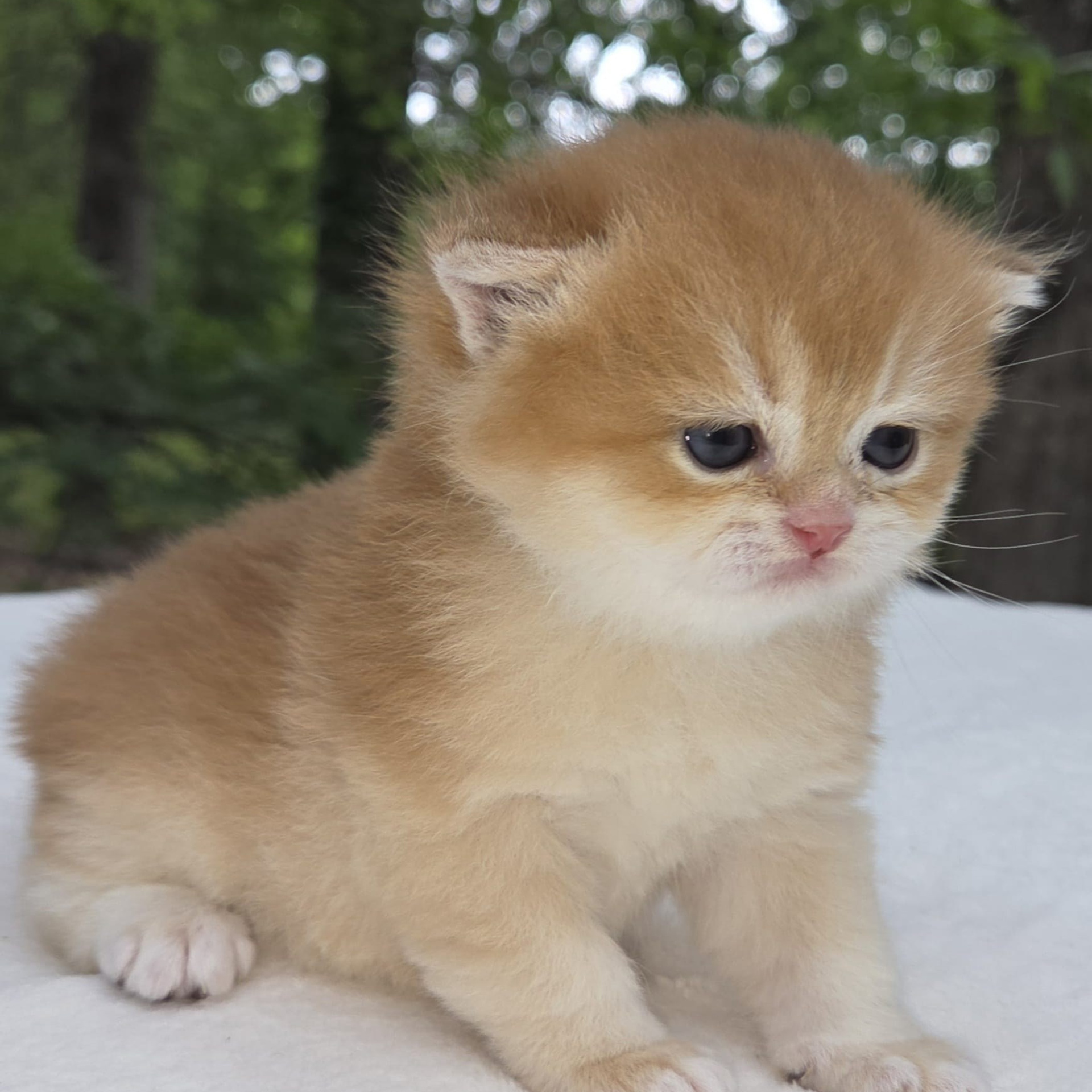 Lexus, male, DB-03.25.26, $1499