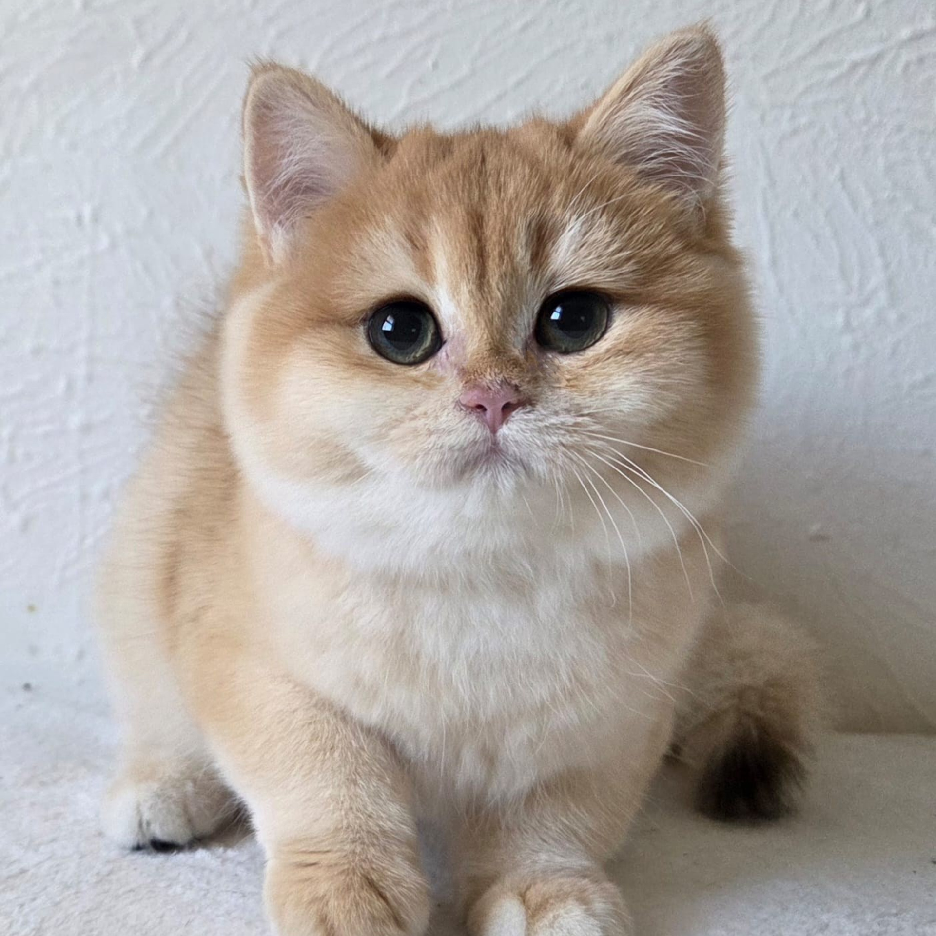 Kafi, DB-09.15.25, female, $1500