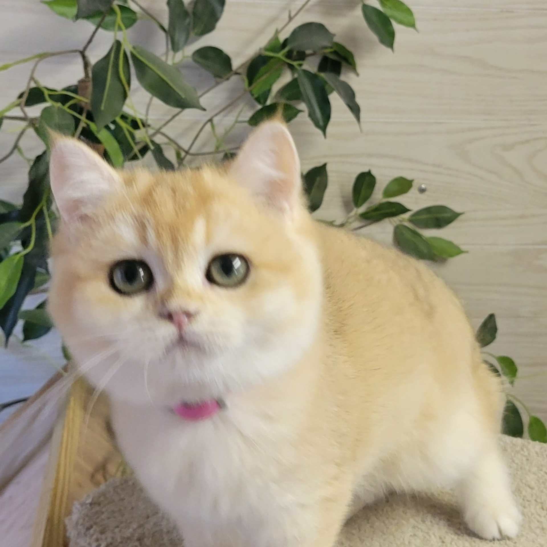 Gera, female, DB- 06.14.24,sold