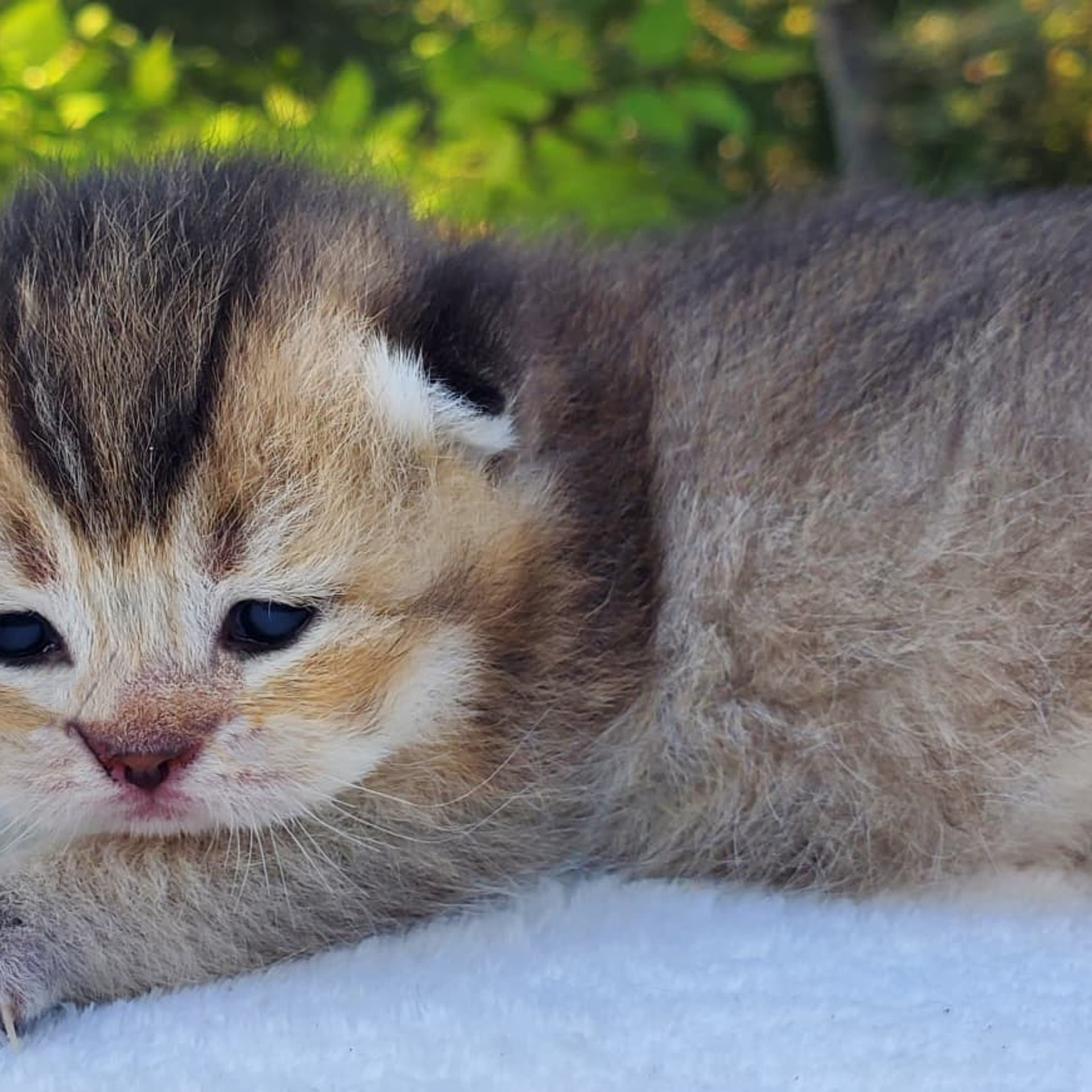 Smokey, DB-08.25.25, female, $1500