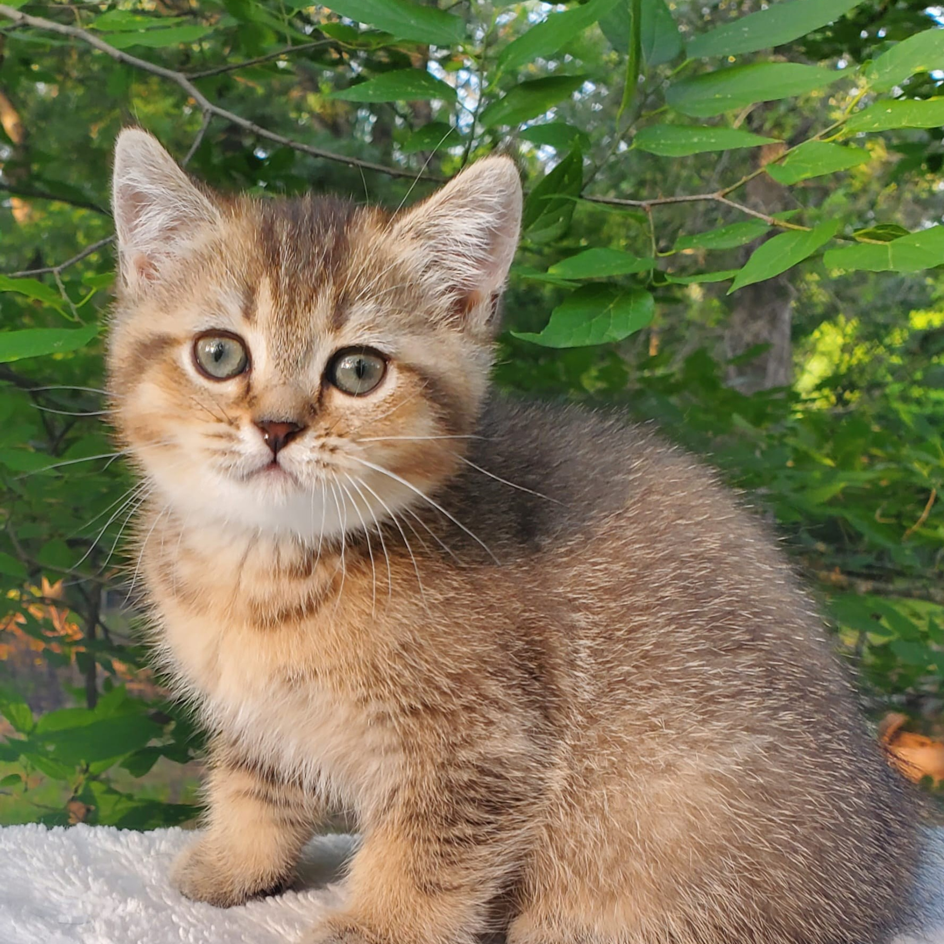 Mura, female, DB-04.07.25, sold