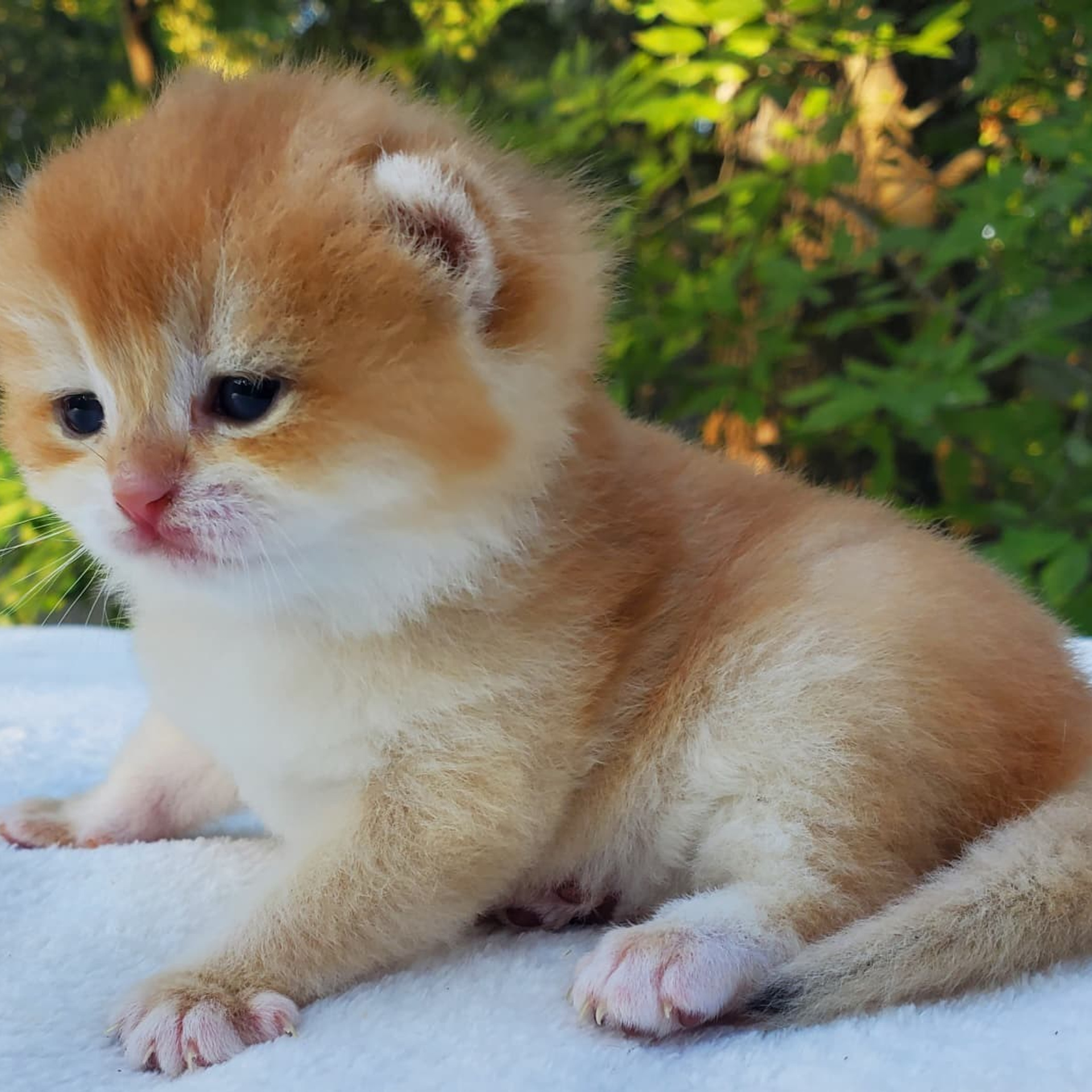 Archie, DB-08.21.25, male, reserved.