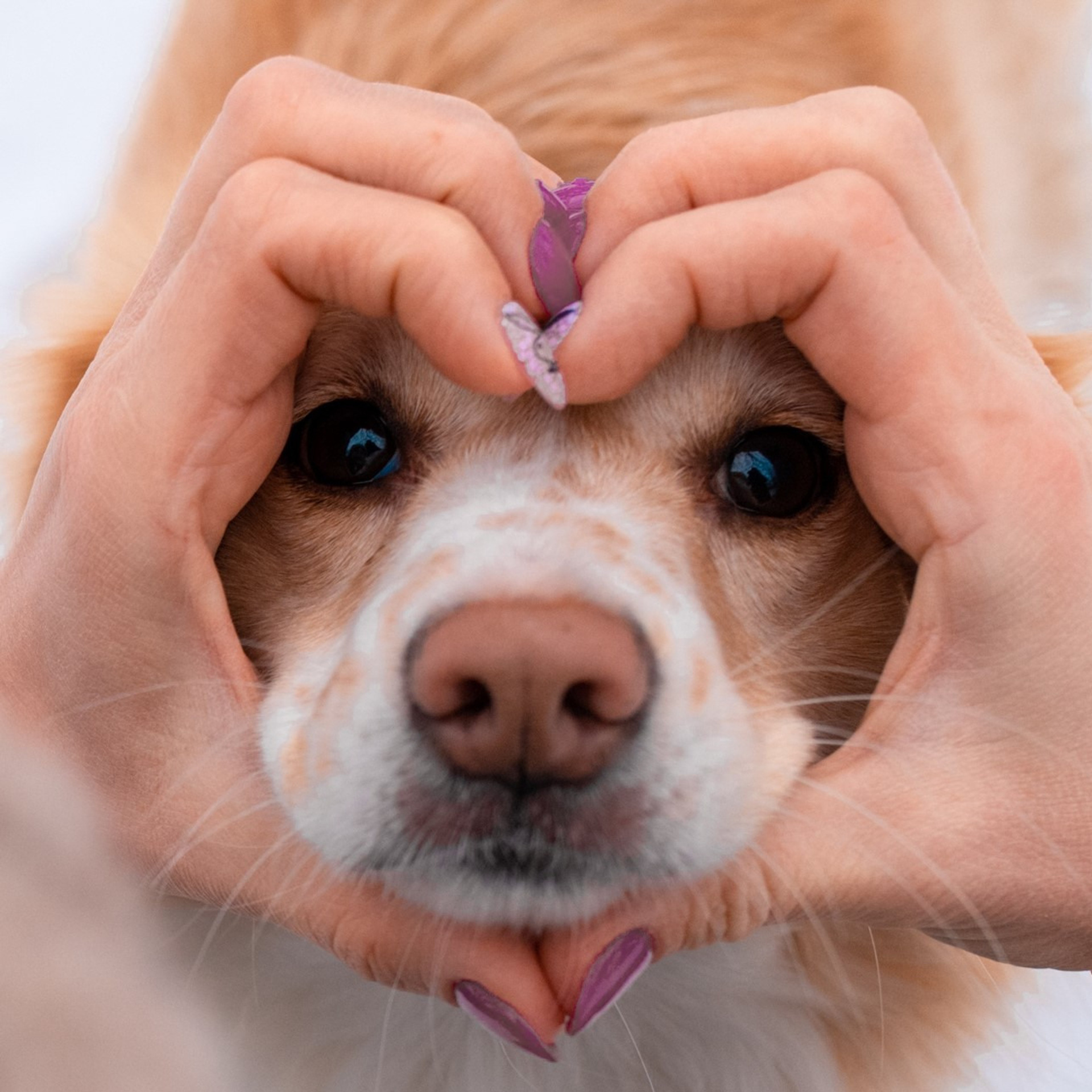 Прогулка с собакой