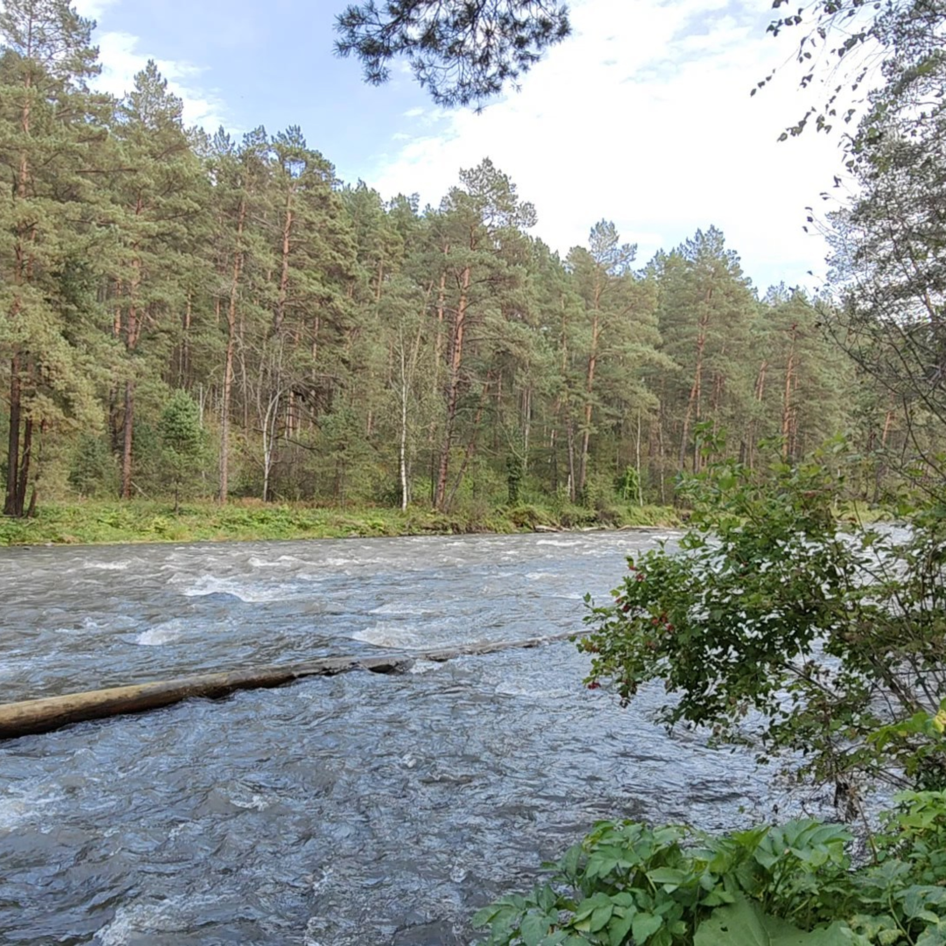 Панорамы Катуни и река Сема в Ботаническом саду. Фотограф-документалист Мария Осокина