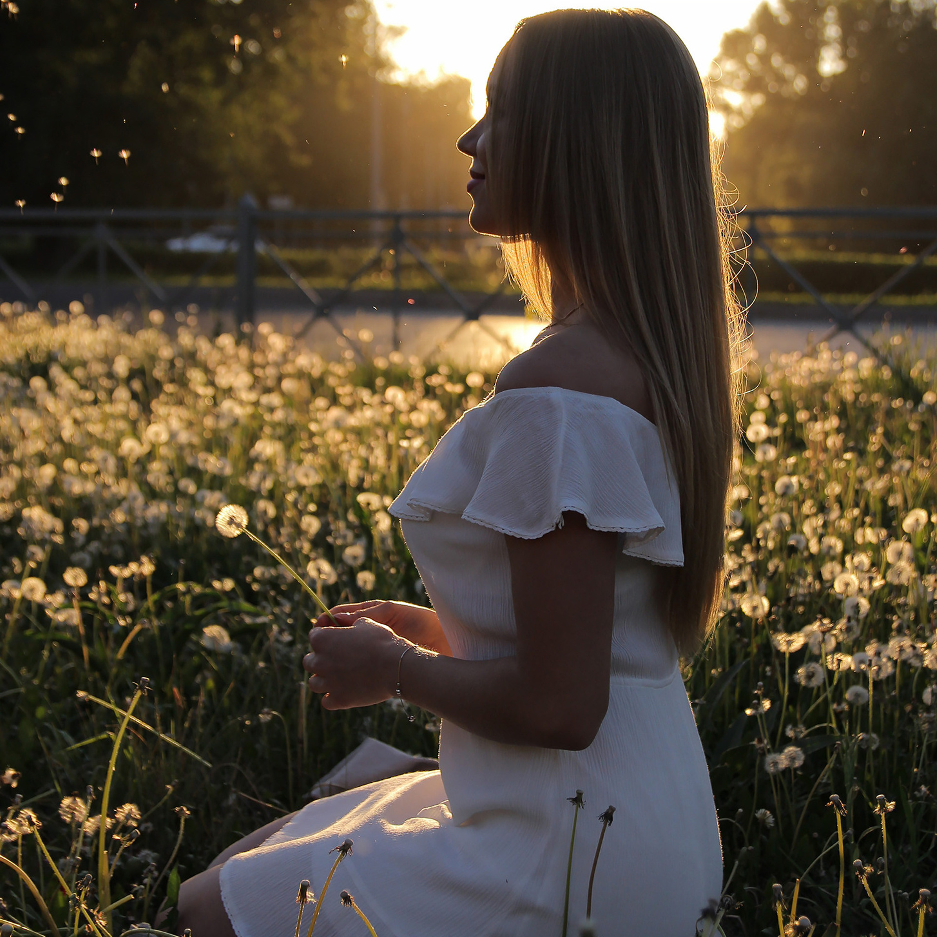 Одуванчики