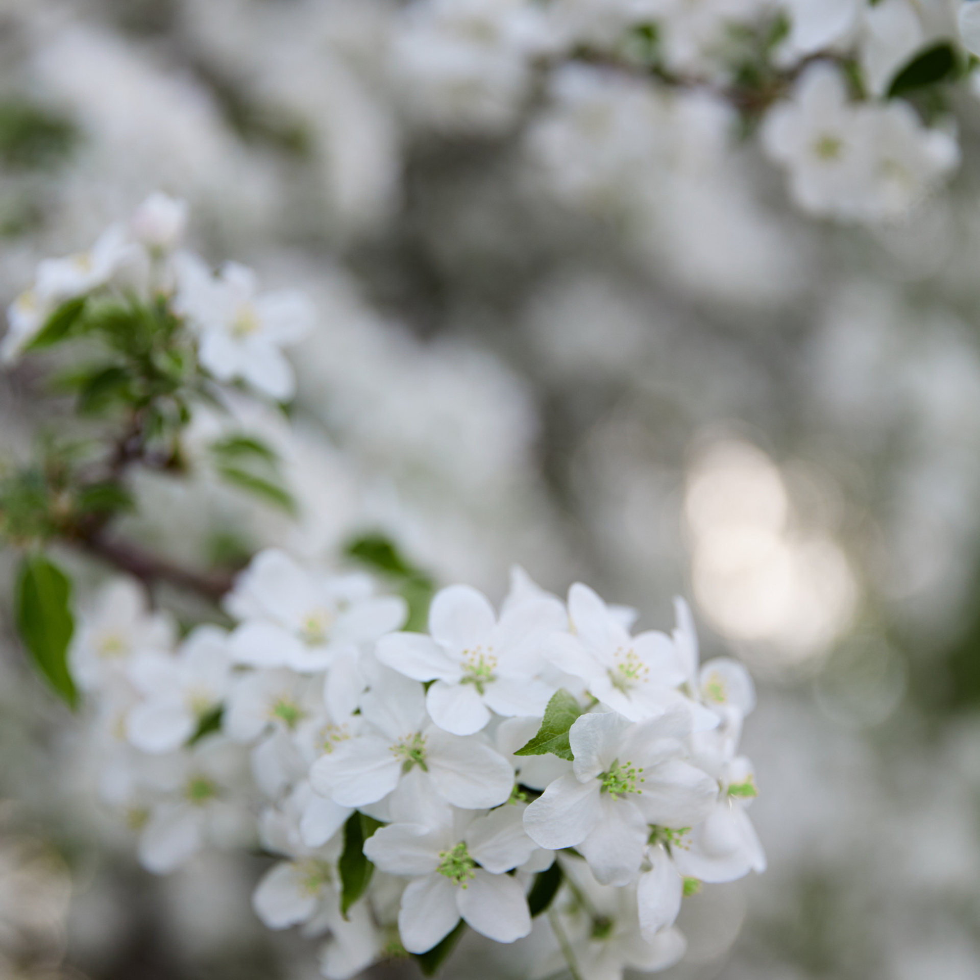 Отзывы. Профессиональный фотограф Светлана Писарева