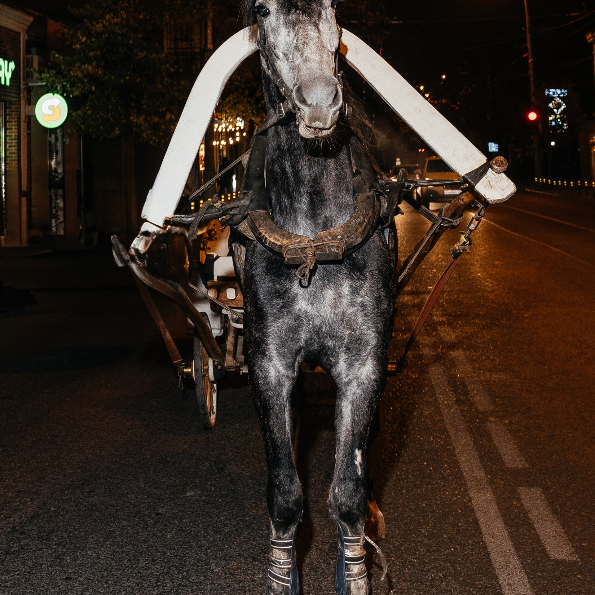 Барон. Репортажный и свадебный фотограф в Краснодаре Владислав Рыжов