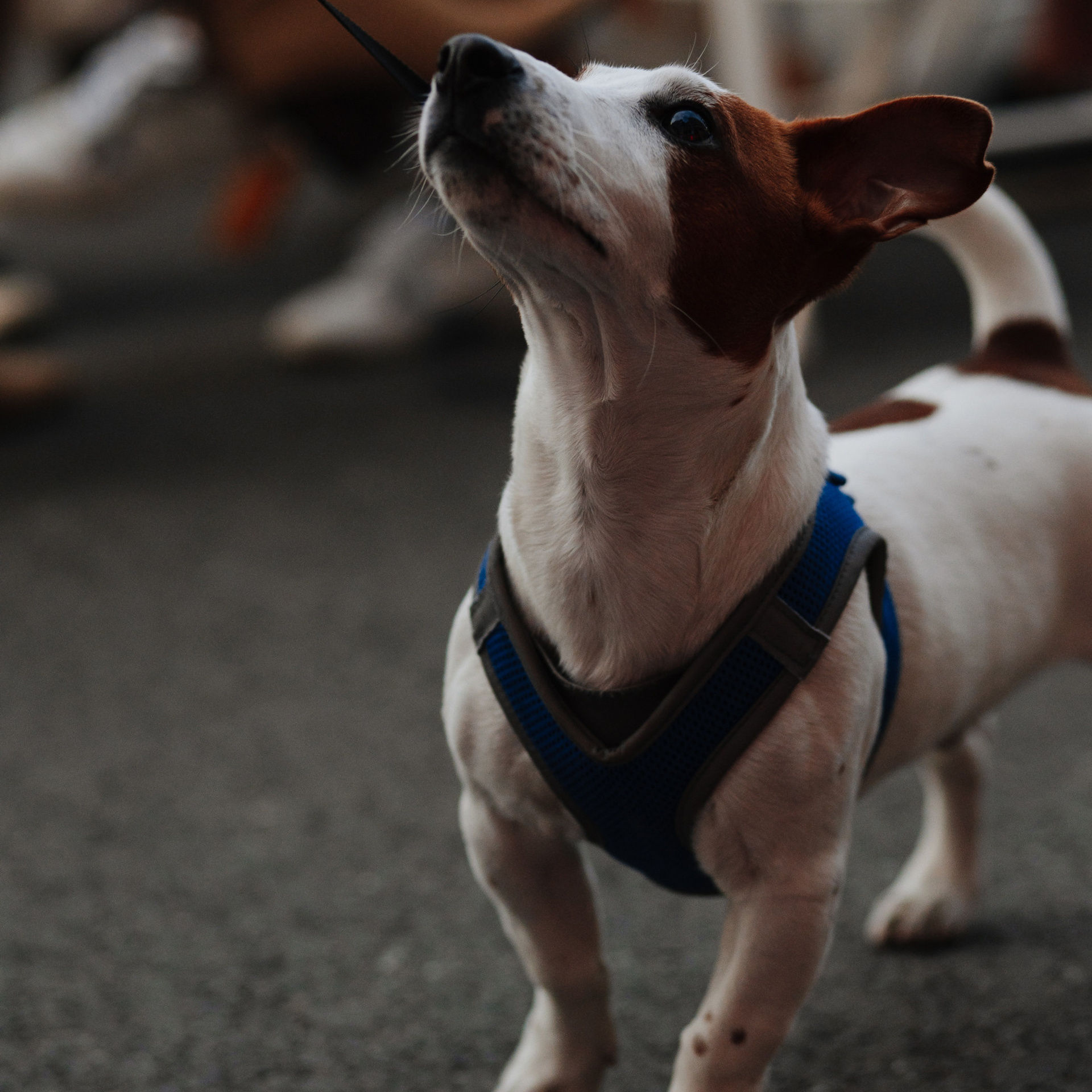 АЗИЯ МАРКЕТ 2.0. Репортажный и свадебный фотограф в Краснодаре Владислав Рыжов