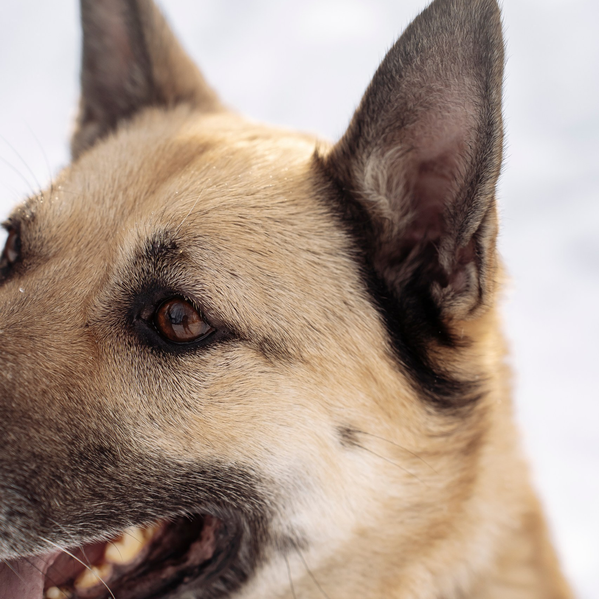 Отзывы. Свадебный фотограф Диана Грицай