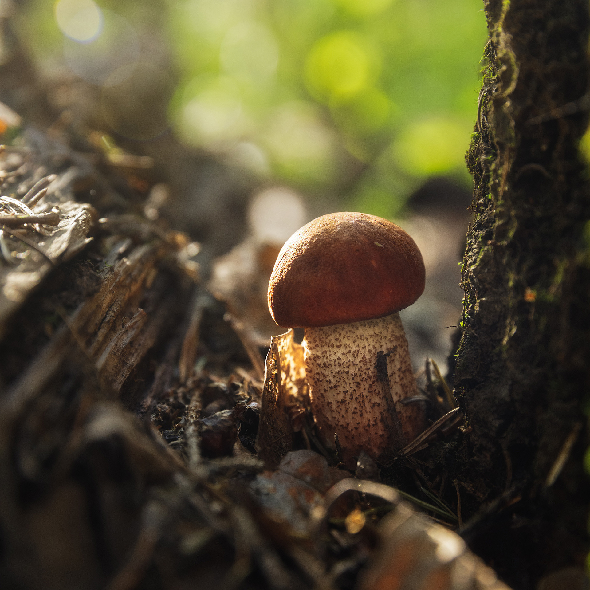 Гриб в лесу в солнечный день.