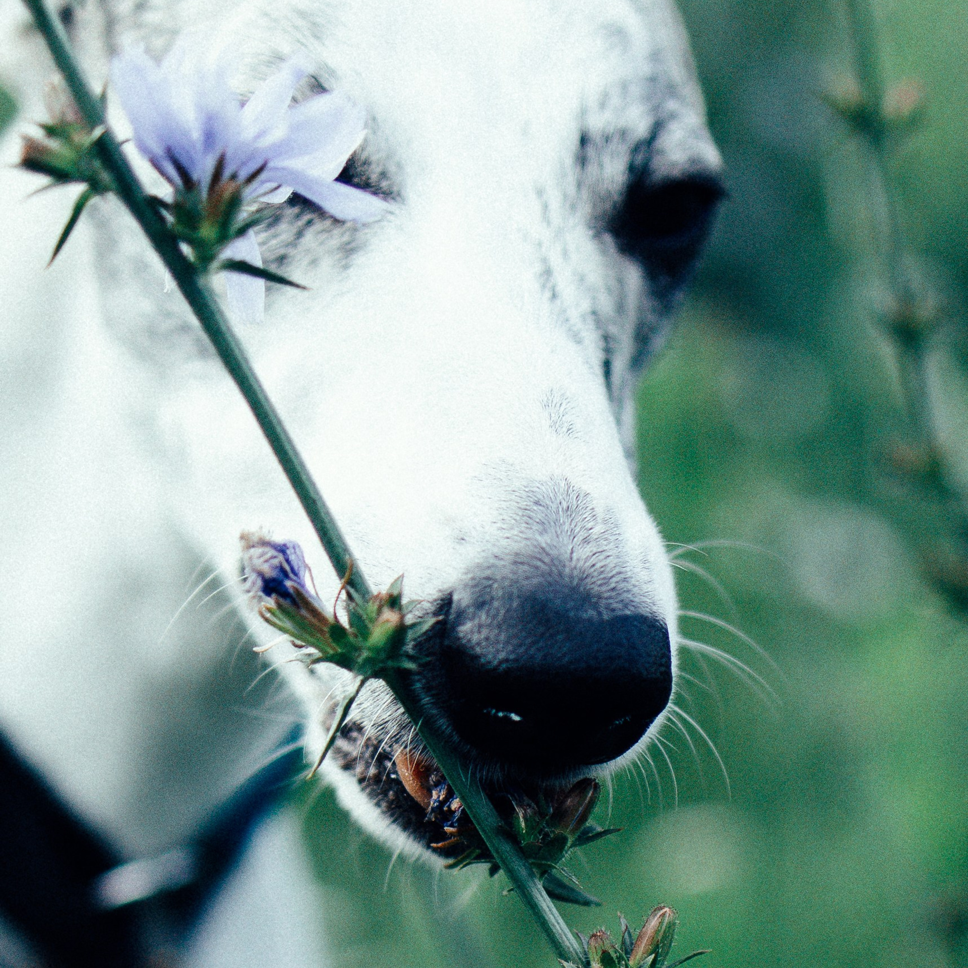 Анималистика. Анна Самохина. Фотограф. Москва