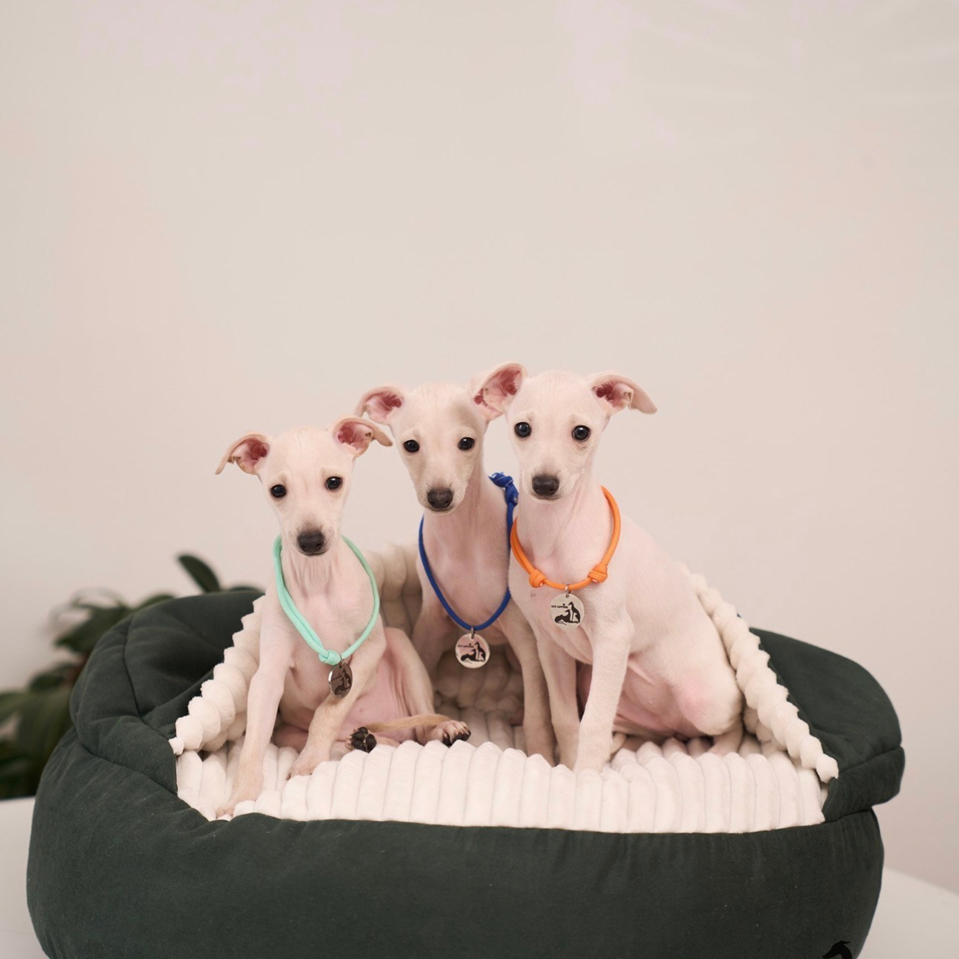 Асти Сапфире Мадмуазель Дива. Профессиональный питомник левреток РКФ/FCI ASTI SAPPHIRE 💎 Сочи|Санкт-Петербург