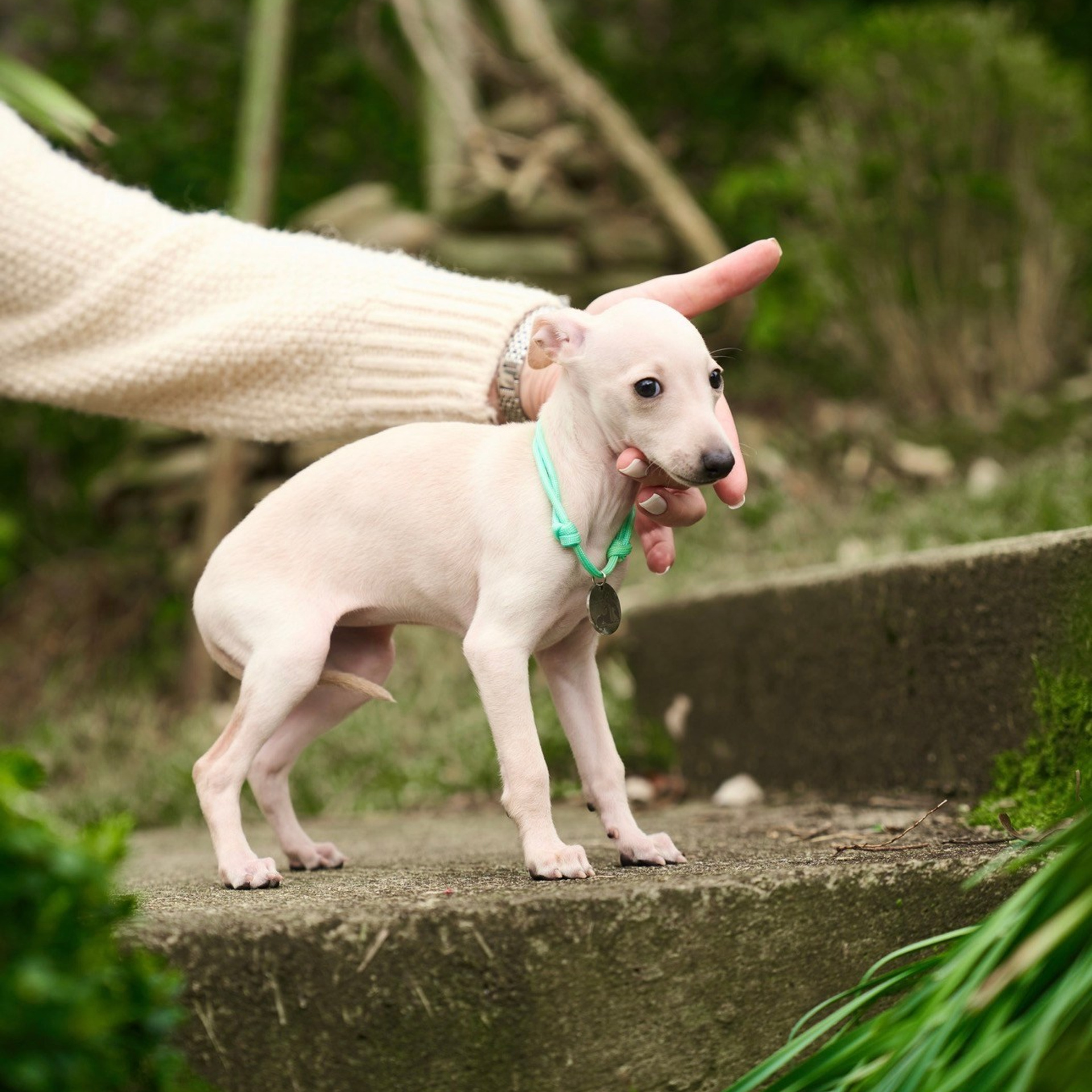 Асти Сапфире Мадмуазель Дива. Профессиональный питомник левреток РКФ/FCI ASTI SAPPHIRE 💎 Сочи|Санкт-Петербург