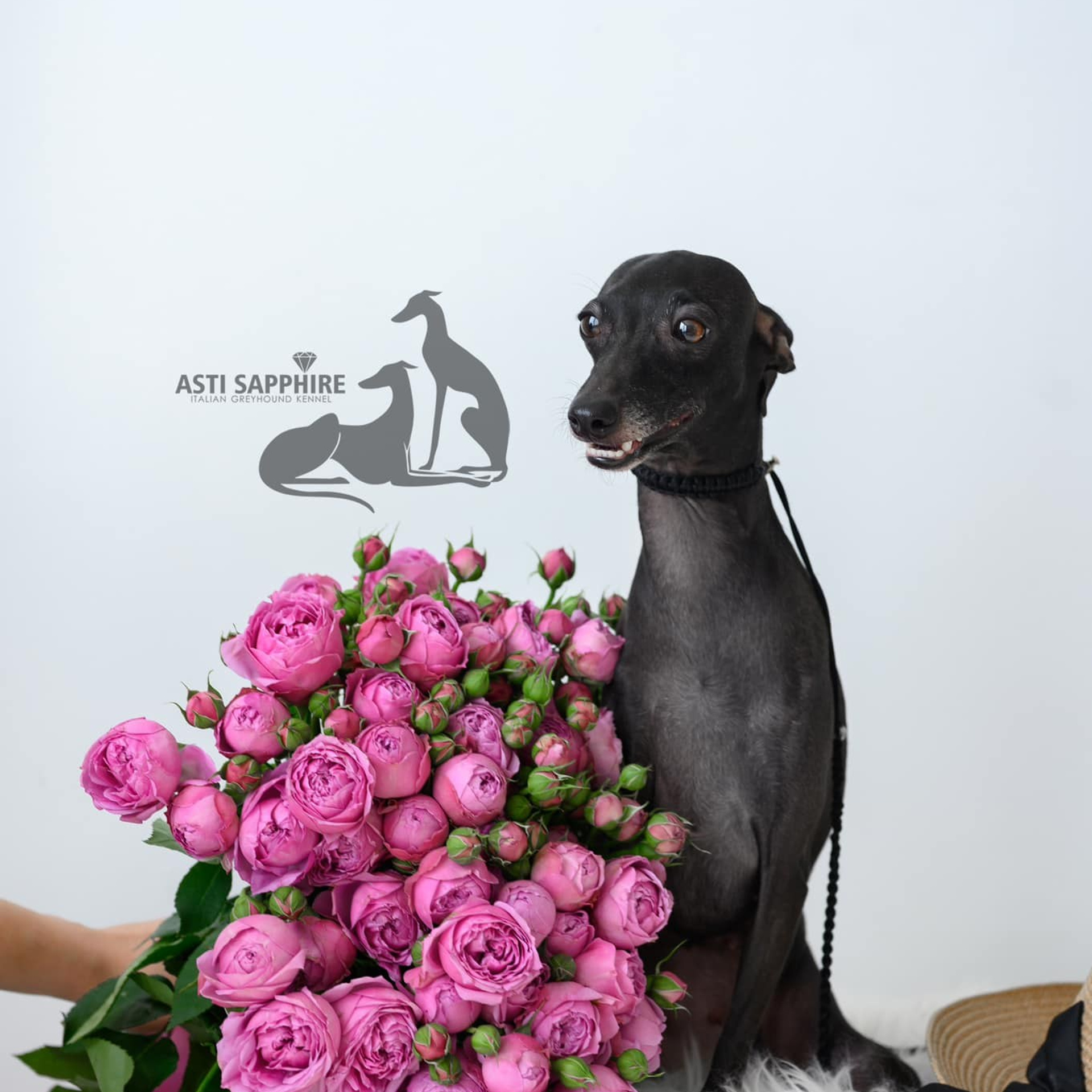 Asti Sapphire Olympia. Профессиональный питомник левреток РКФ/FCI ASTI SAPPHIRE 💎 Сочи|Санкт-Петербург