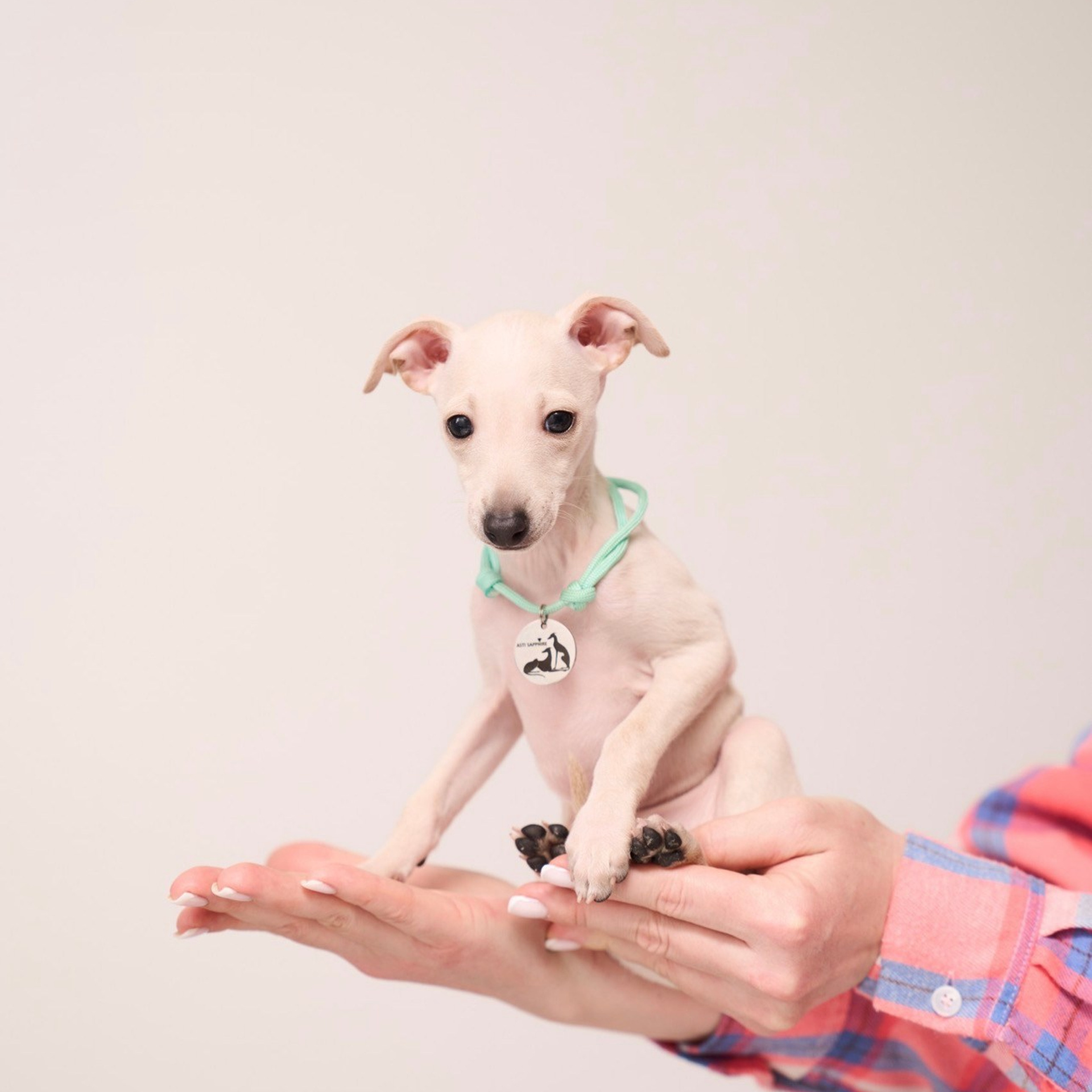 Асти Сапфире Мадмуазель Дива. Профессиональный питомник левреток РКФ/FCI ASTI SAPPHIRE 💎 Сочи|Санкт-Петербург