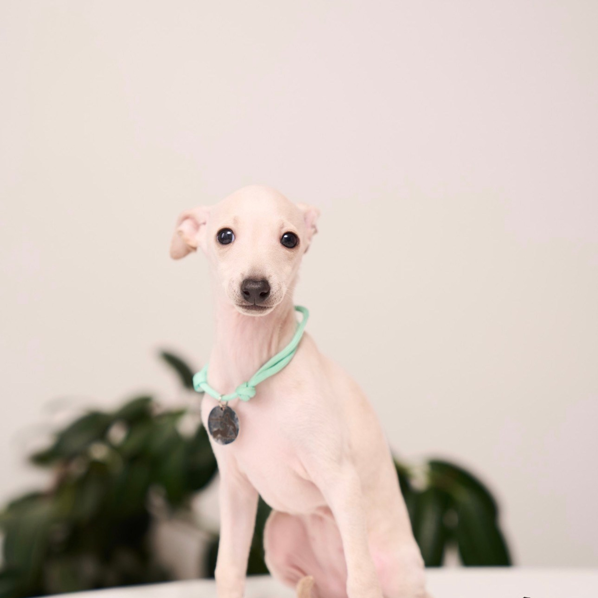 Асти Сапфире Мадмуазель Дива. Профессиональный питомник левреток РКФ/FCI ASTI SAPPHIRE 💎 Сочи|Санкт-Петербург