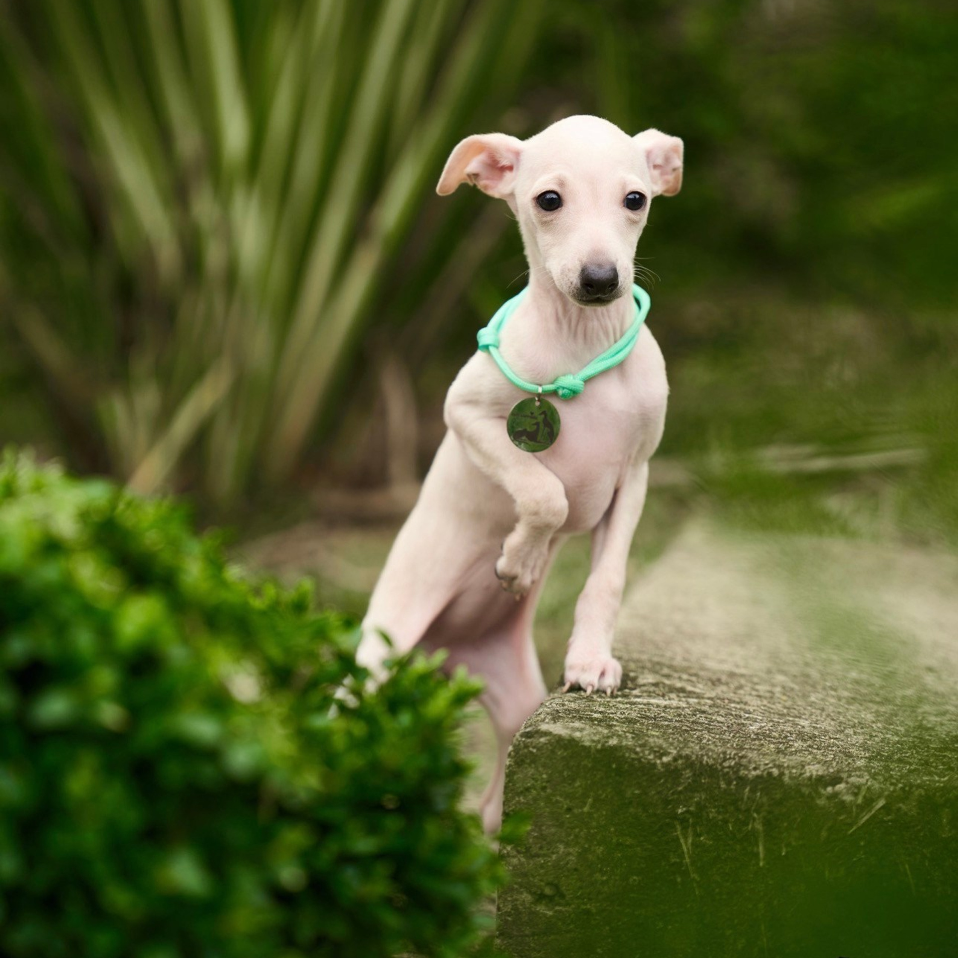 Асти Сапфире Мадмуазель Дива. Профессиональный питомник левреток РКФ/FCI ASTI SAPPHIRE 💎 Сочи|Санкт-Петербург