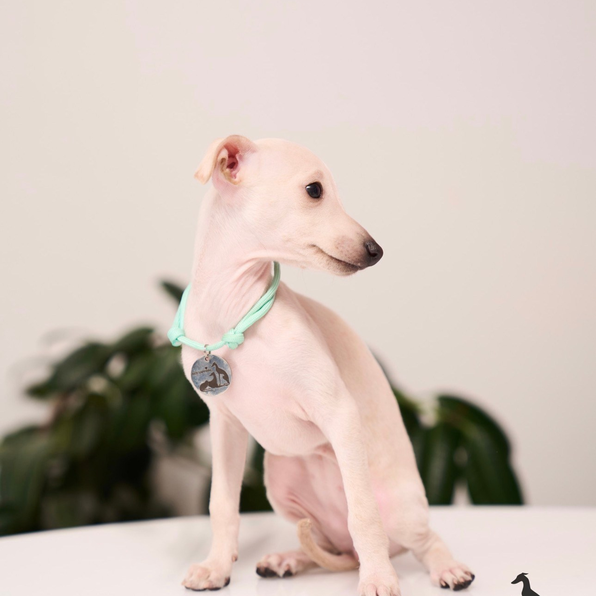 Асти Сапфире Мадмуазель Дива. Профессиональный питомник левреток РКФ/FCI ASTI SAPPHIRE 💎 Сочи|Санкт-Петербург