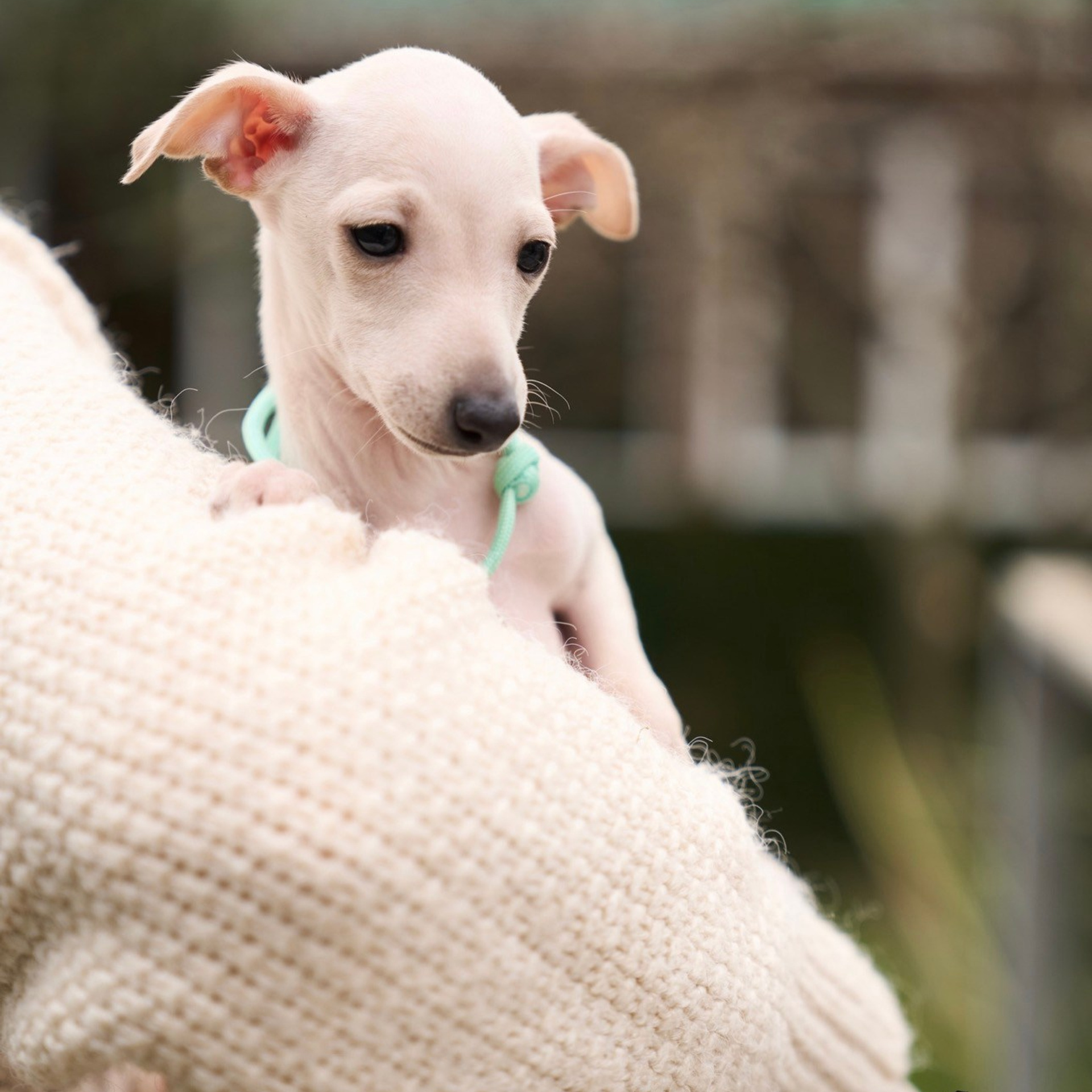 Асти Сапфире Мадмуазель Дива. Профессиональный питомник левреток РКФ/FCI ASTI SAPPHIRE 💎 Сочи|Санкт-Петербург