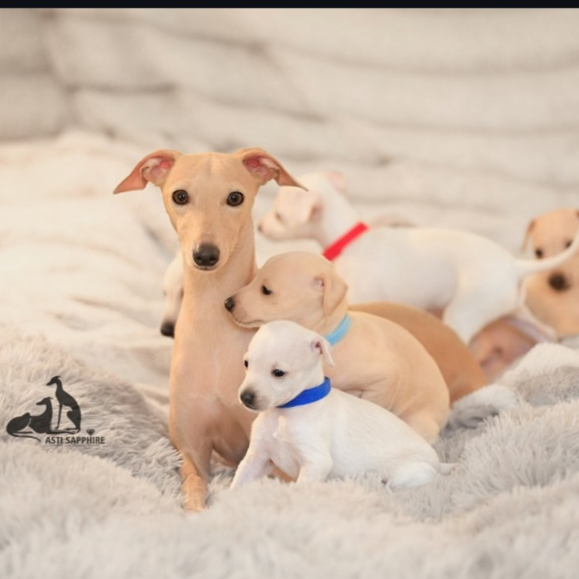 Отзывы. Профессиональный питомник левреток РКФ/FCI ASTI SAPPHIRE 💎 Сочи|Санкт-Петербург