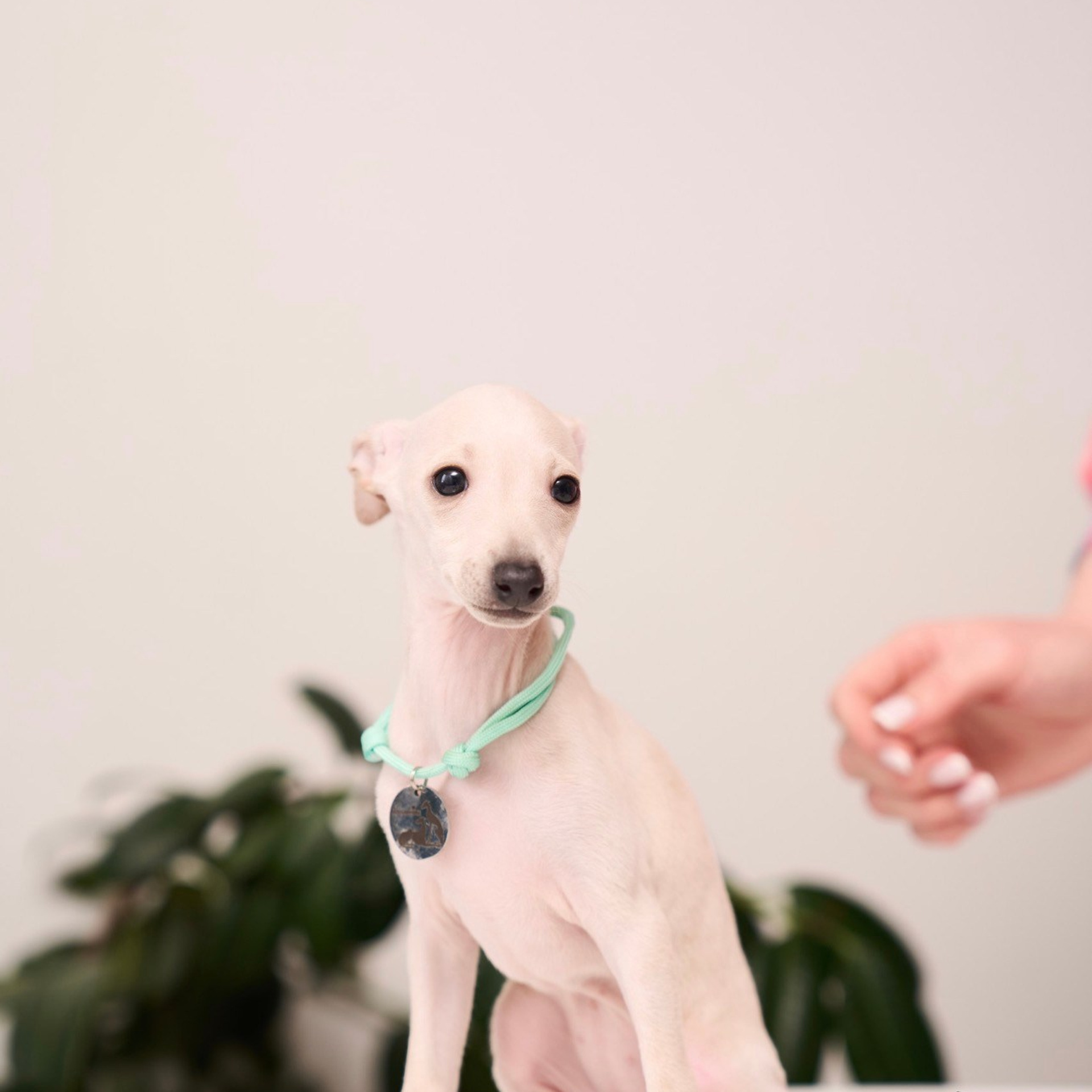 Асти Сапфире Мадмуазель Дива. Профессиональный питомник левреток РКФ/FCI ASTI SAPPHIRE 💎 Сочи|Санкт-Петербург