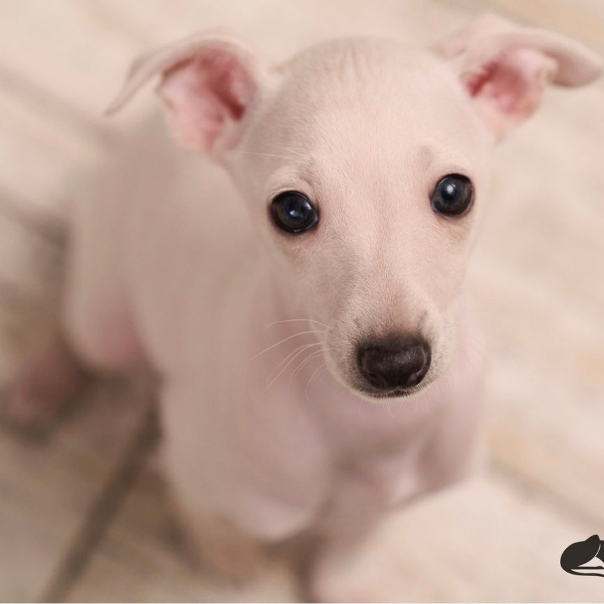 Асти Сапфире Мадмуазель Дива. Профессиональный питомник левреток РКФ/FCI ASTI SAPPHIRE 💎 Сочи|Санкт-Петербург