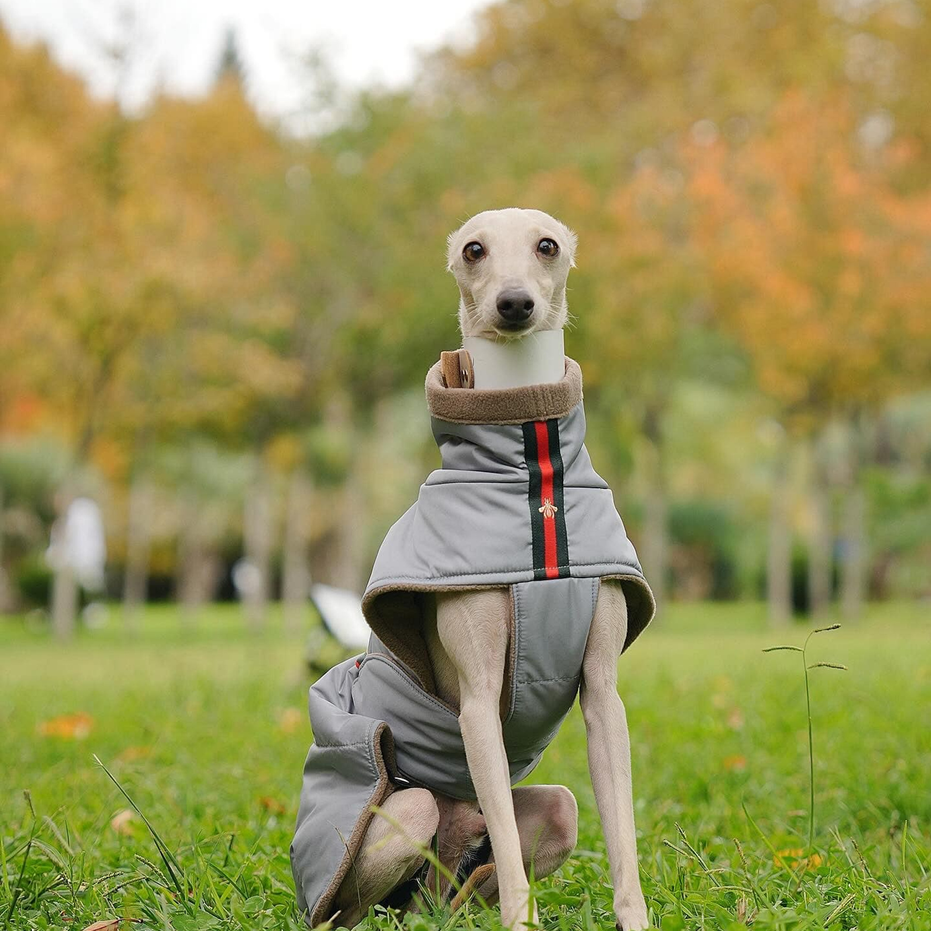 Asti Sapphire Eveline Fler-De-Lys. Профессиональный питомник левреток РКФ/FCI ASTI SAPPHIRE 💎 Сочи|Санкт-Петербург