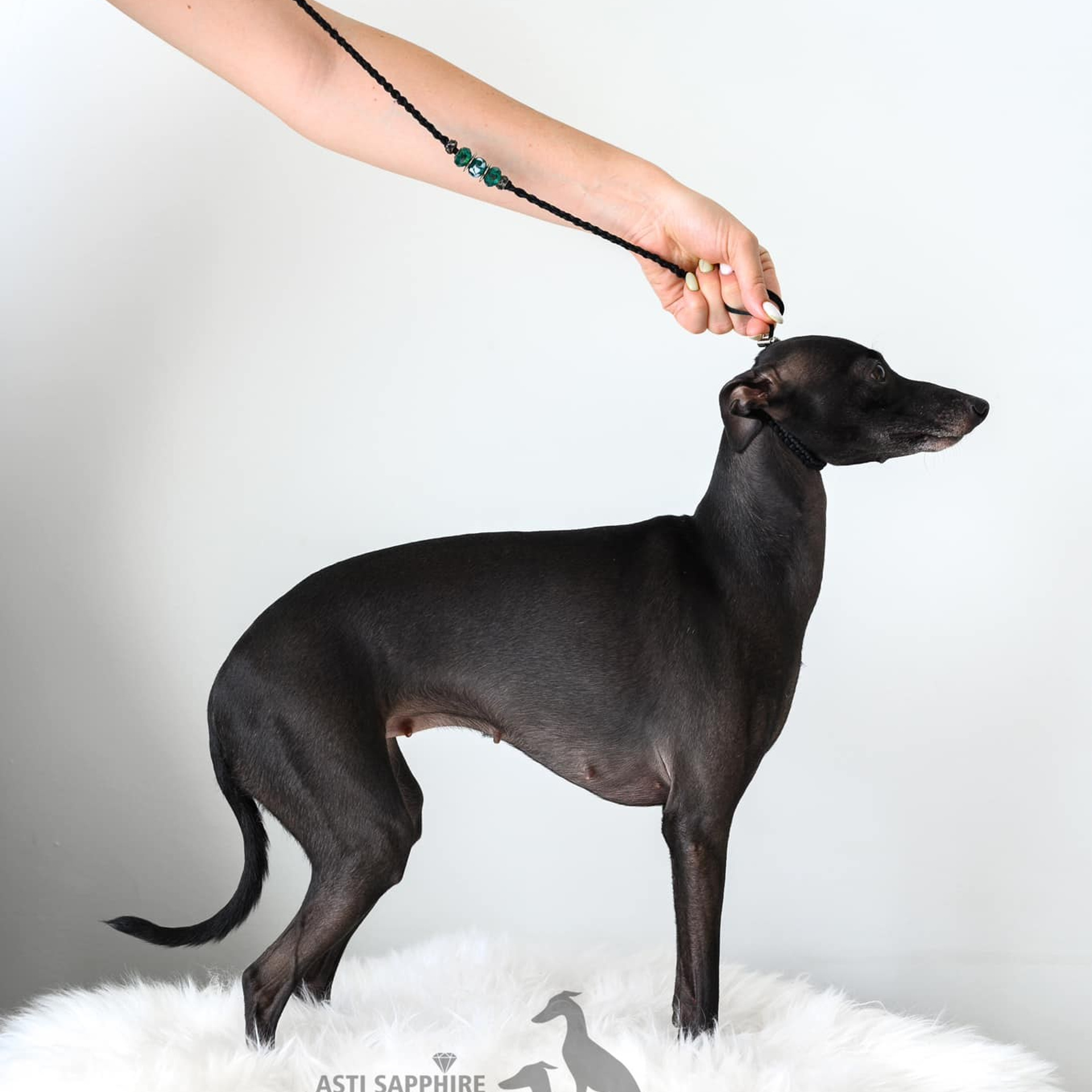 Asti Sapphire Eveline Fler-De-Lys. Профессиональный питомник левреток РКФ/FCI ASTI SAPPHIRE 💎 Сочи|Санкт-Петербург