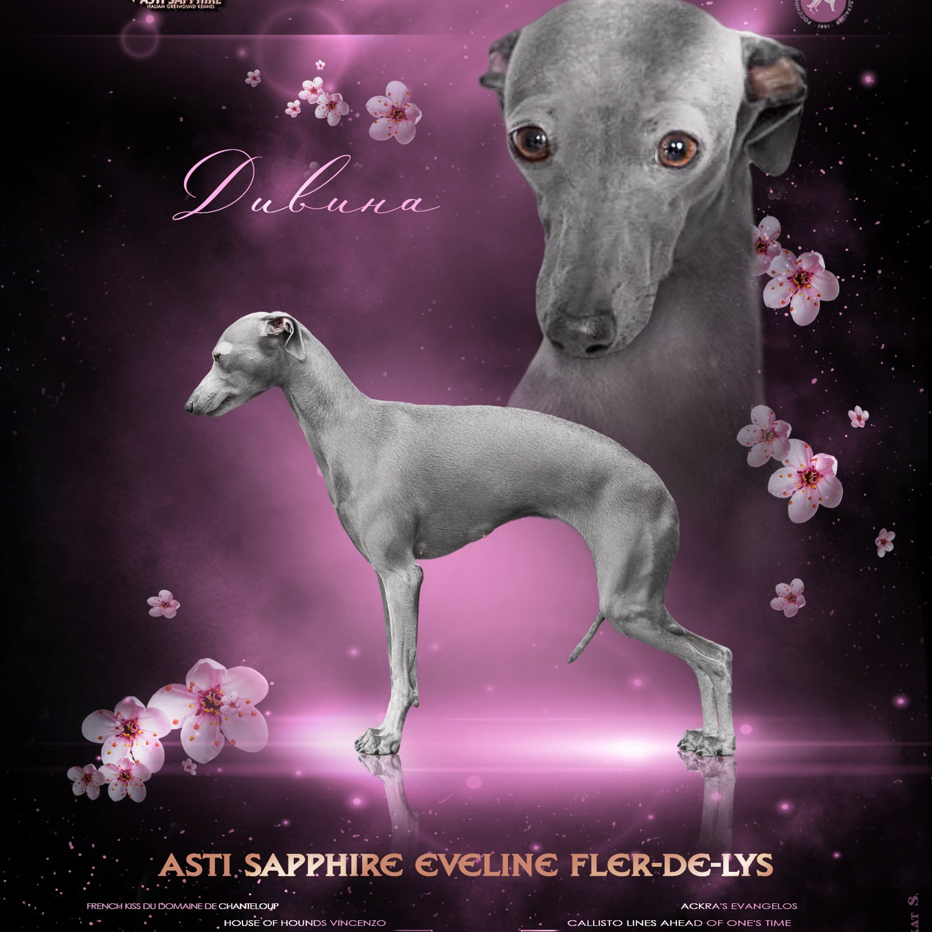 Asti Sapphire Sacred Universe. Профессиональный питомник левреток РКФ/FCI ASTI SAPPHIRE 💎 Сочи|Санкт-Петербург