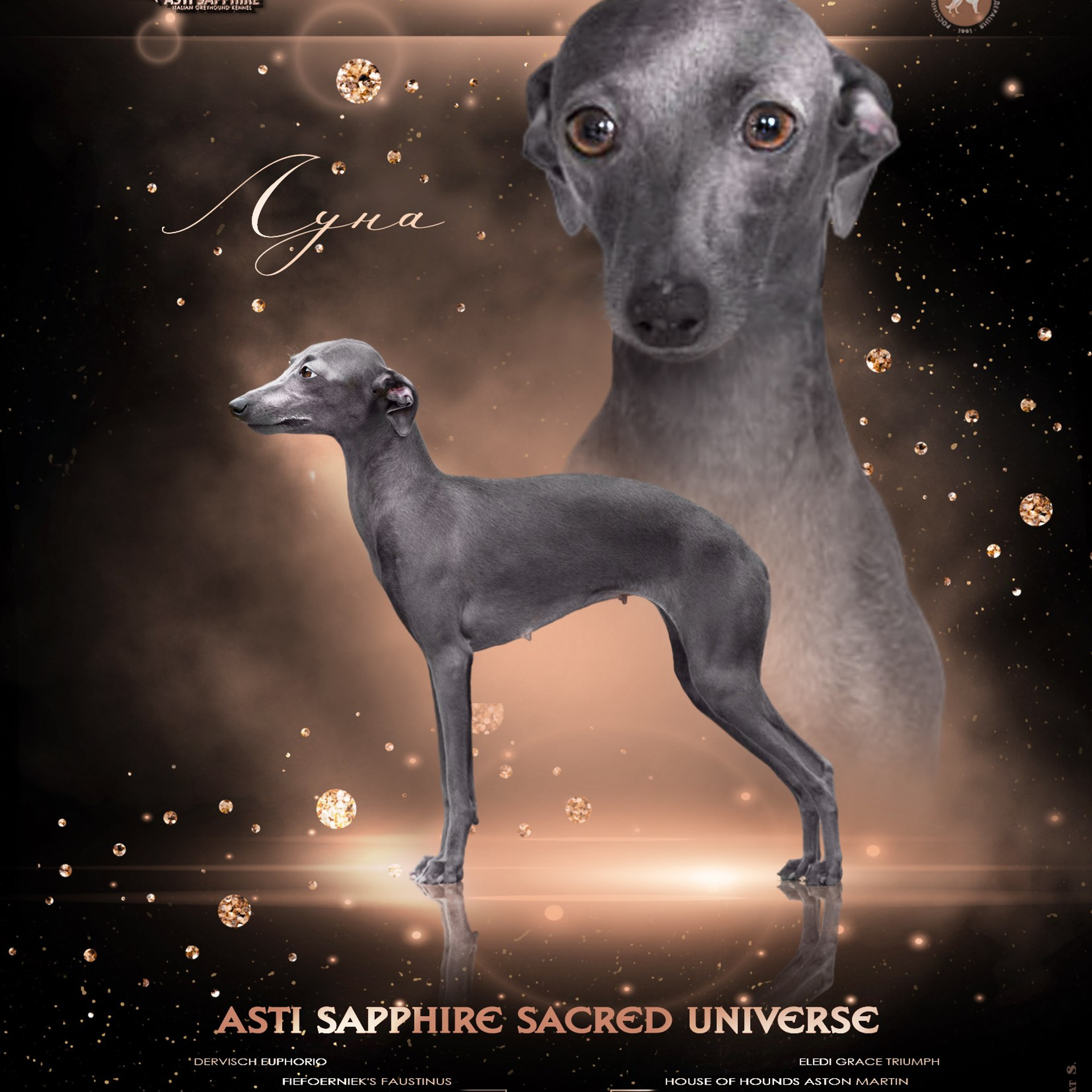 Asti Sapphire Eveline Fler-De-Lys. Профессиональный питомник левреток РКФ/FCI ASTI SAPPHIRE 💎 Сочи|Санкт-Петербург