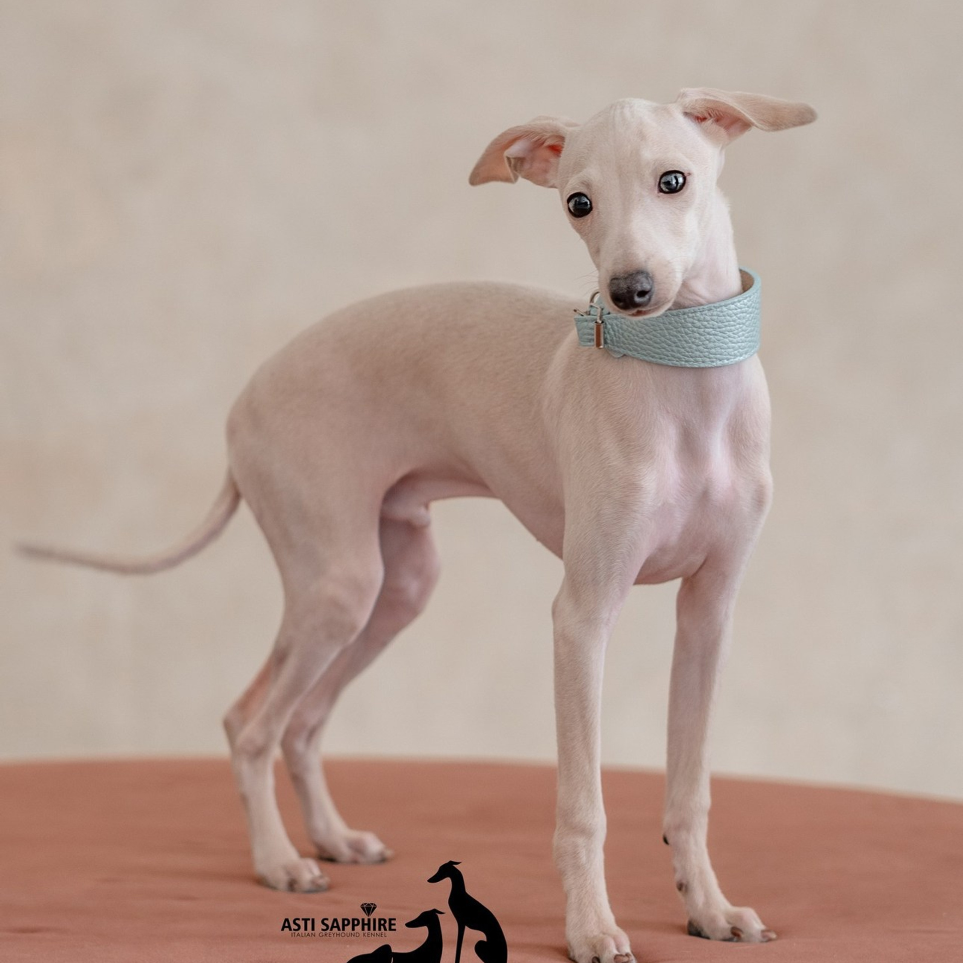 Альбомы с фотографиями щенков левретки. Профессиональный питомник левреток РКФ/FCI ASTI SAPPHIRE 💎 Сочи|Санкт-Петербург