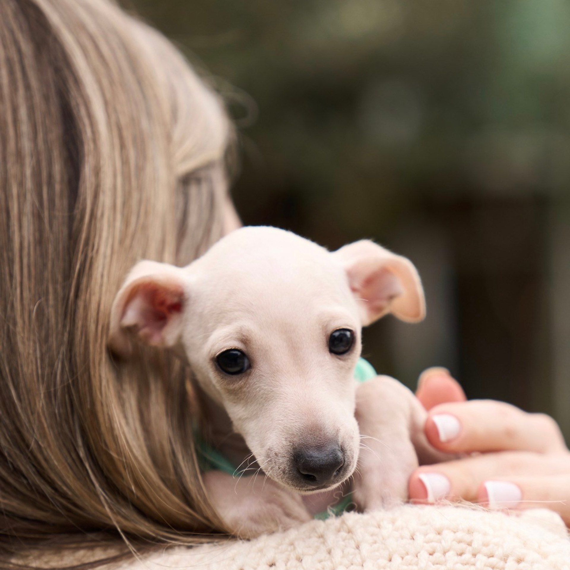 Асти Сапфире Мадмуазель Дива. Профессиональный питомник левреток РКФ/FCI ASTI SAPPHIRE 💎 Сочи|Санкт-Петербург