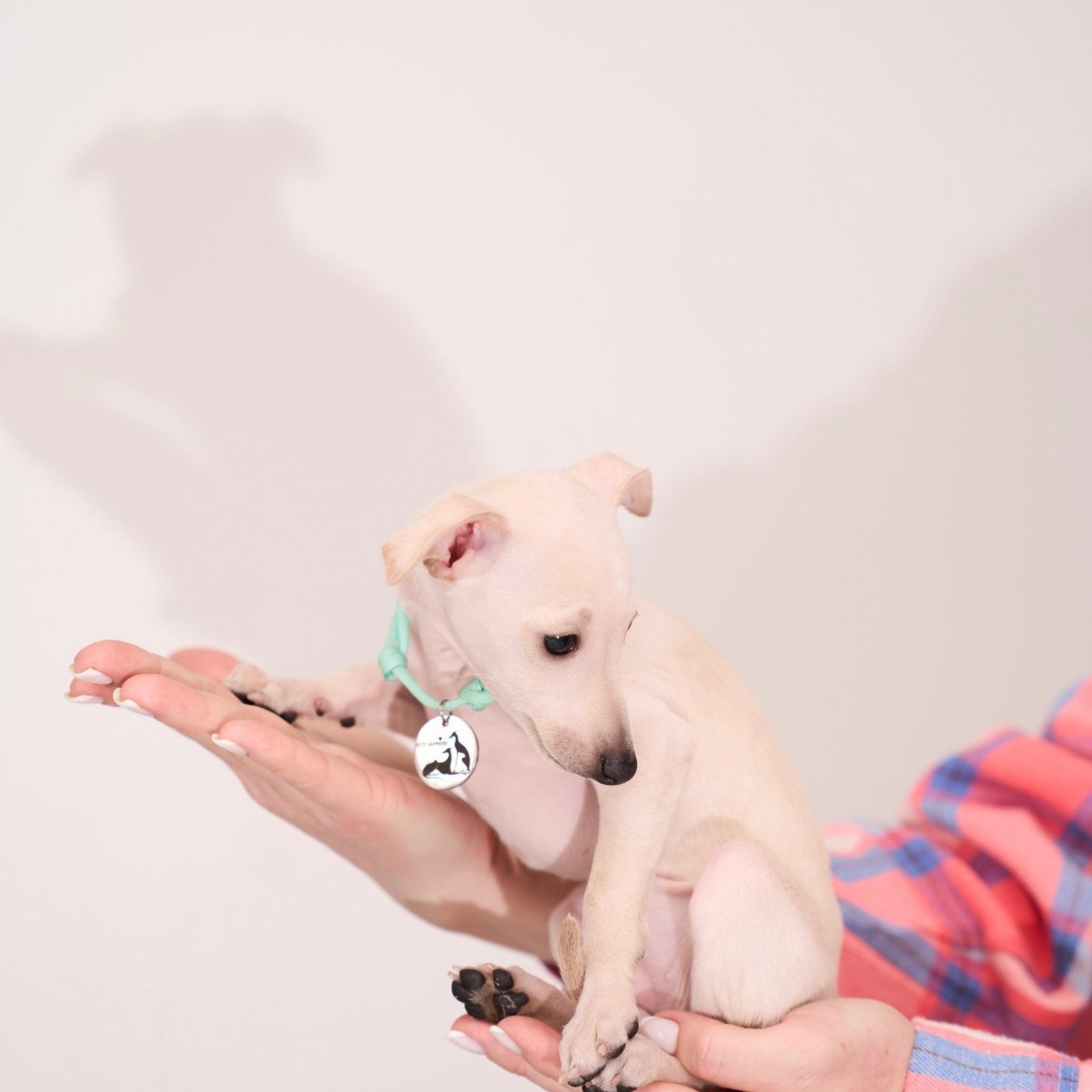 Асти Сапфире Мадмуазель Дива. Профессиональный питомник левреток РКФ/FCI ASTI SAPPHIRE 💎 Сочи|Санкт-Петербург