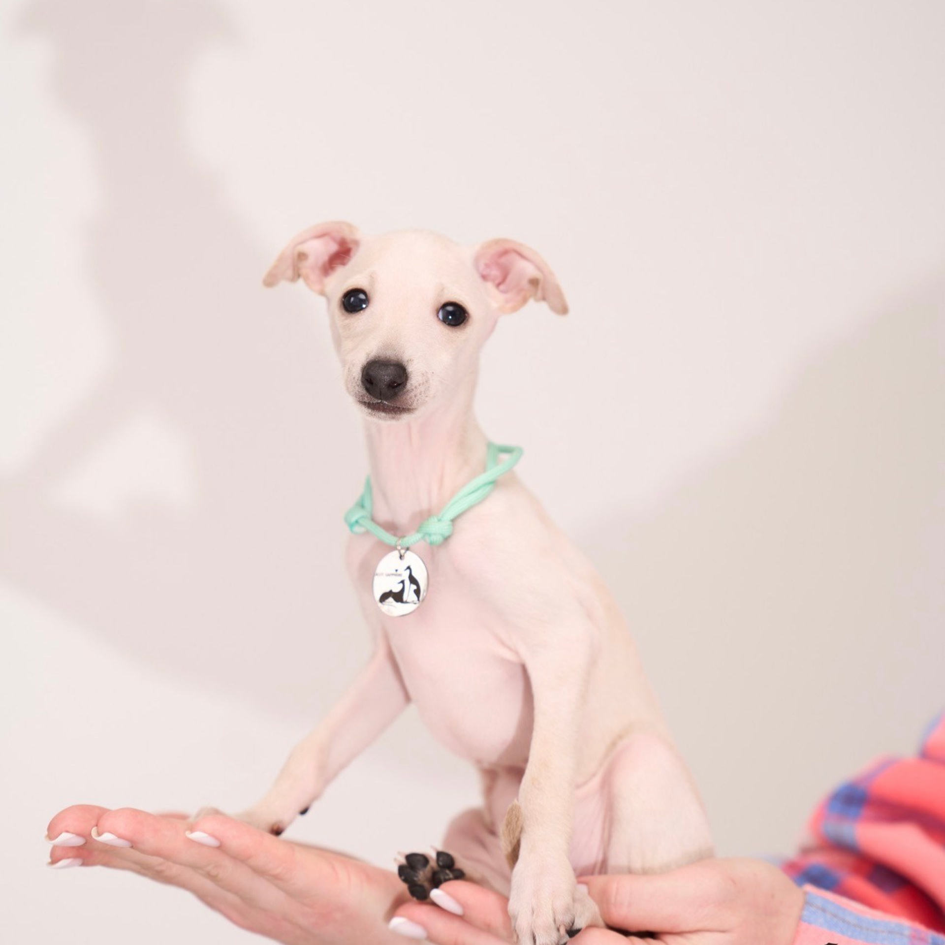 Асти Сапфире Мадмуазель Дива. Профессиональный питомник левреток РКФ/FCI ASTI SAPPHIRE 💎 Сочи|Санкт-Петербург