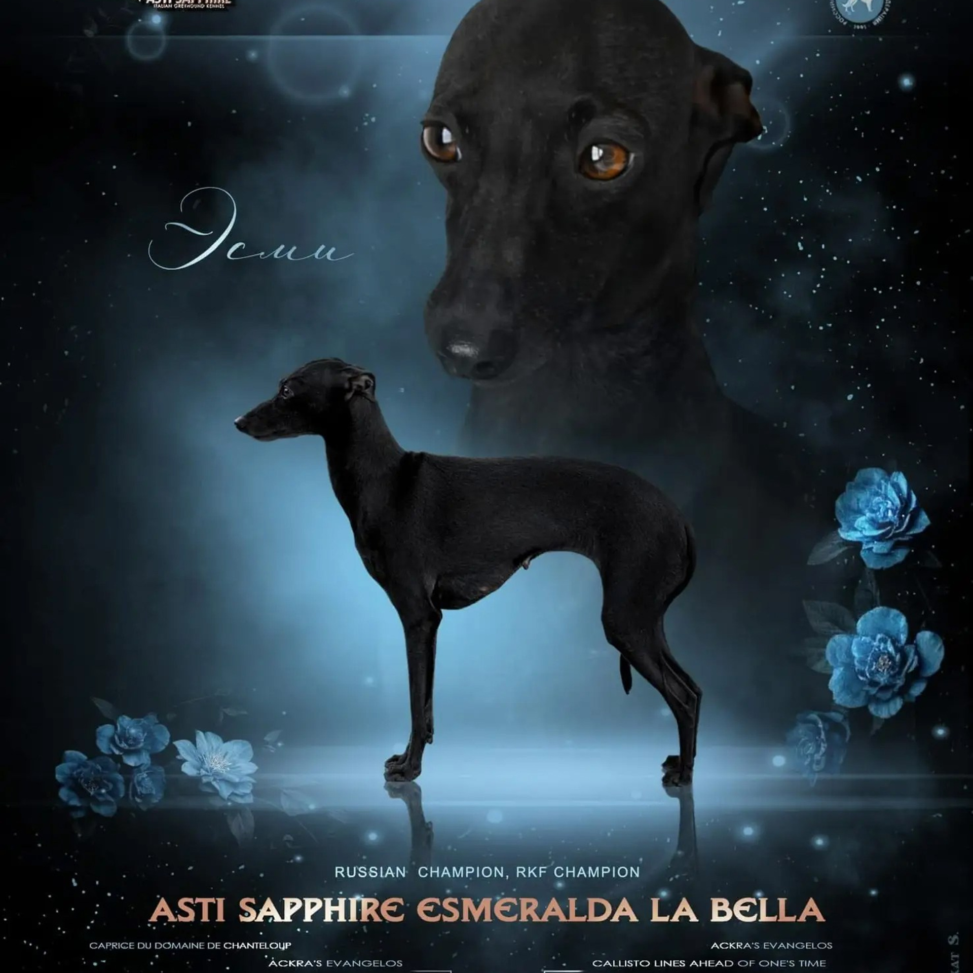 Asti Sapphire Eveline Fler-De-Lys. Профессиональный питомник левреток РКФ/FCI ASTI SAPPHIRE 💎 Сочи|Санкт-Петербург